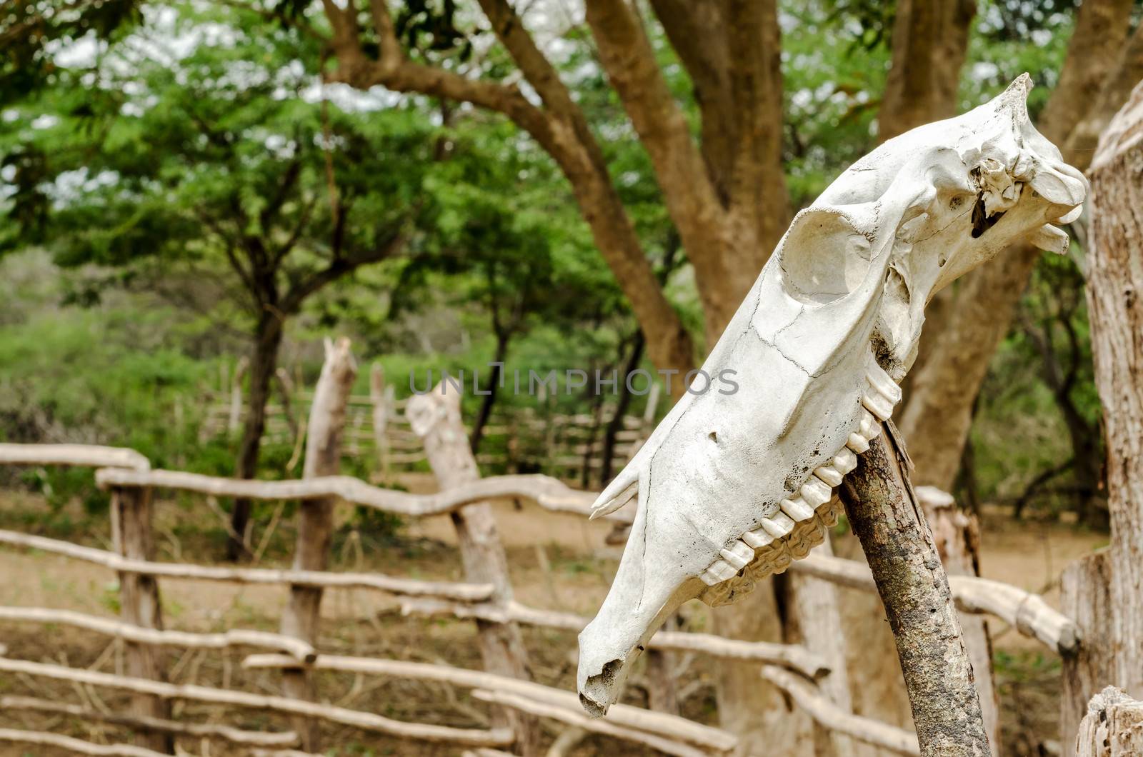 An old white cow skull on a fencepost