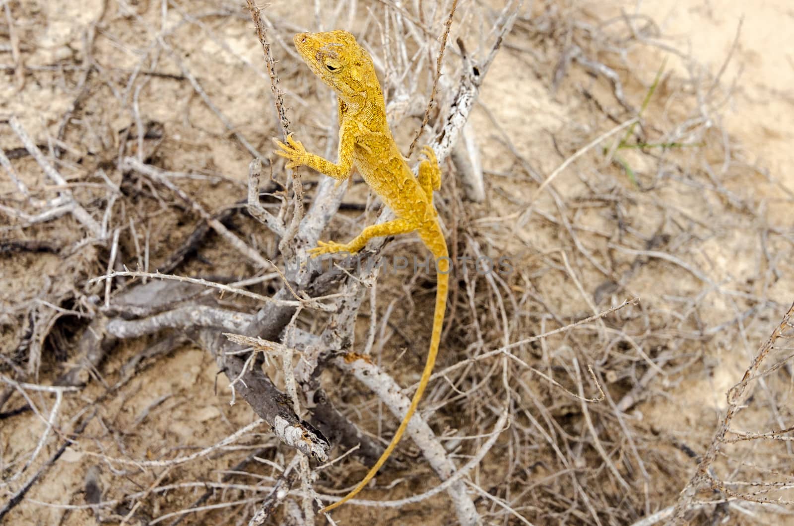 Small yellow lizard in La Guajira, Colombia