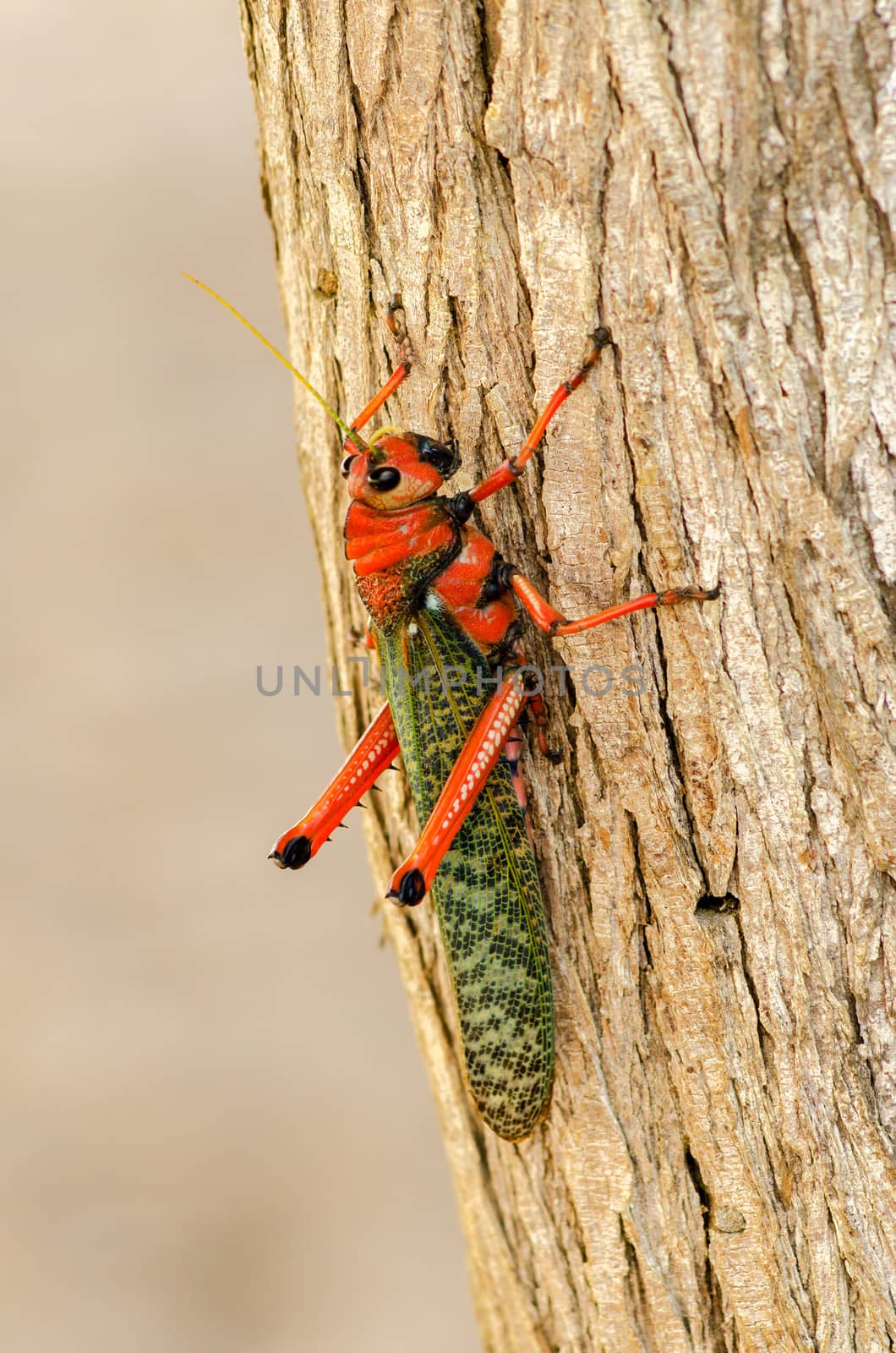 Large red and green grasshopper closeup in La Guajira, Colombia