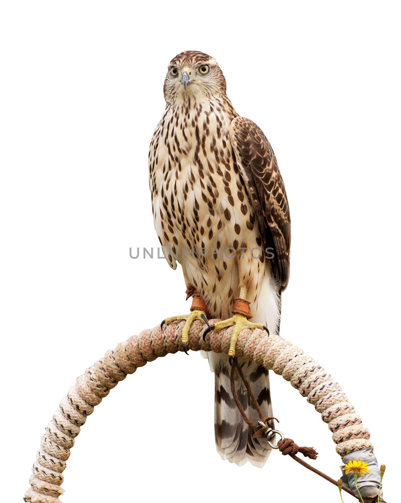 Falcon sitting on support, isolated on white