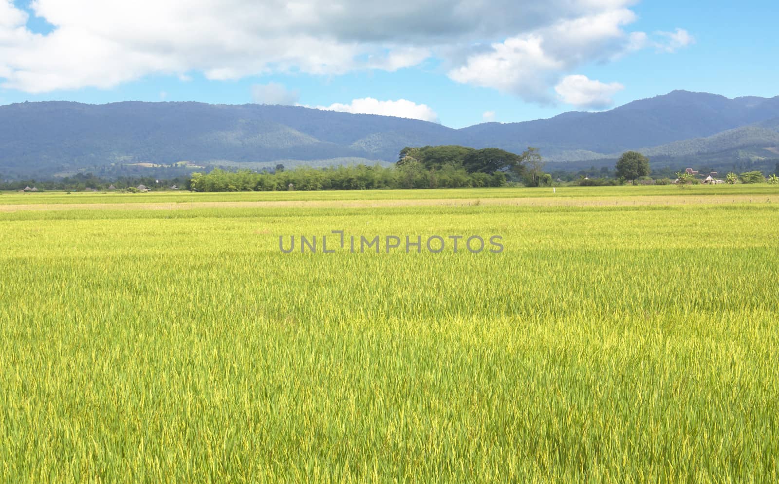 Rice Fields by janniwet