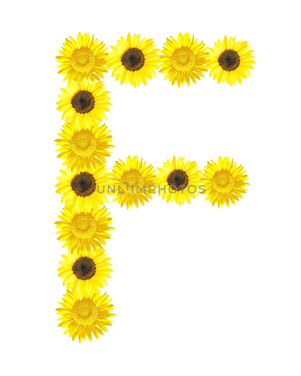 Sunflower alphabet F isolated on white background.