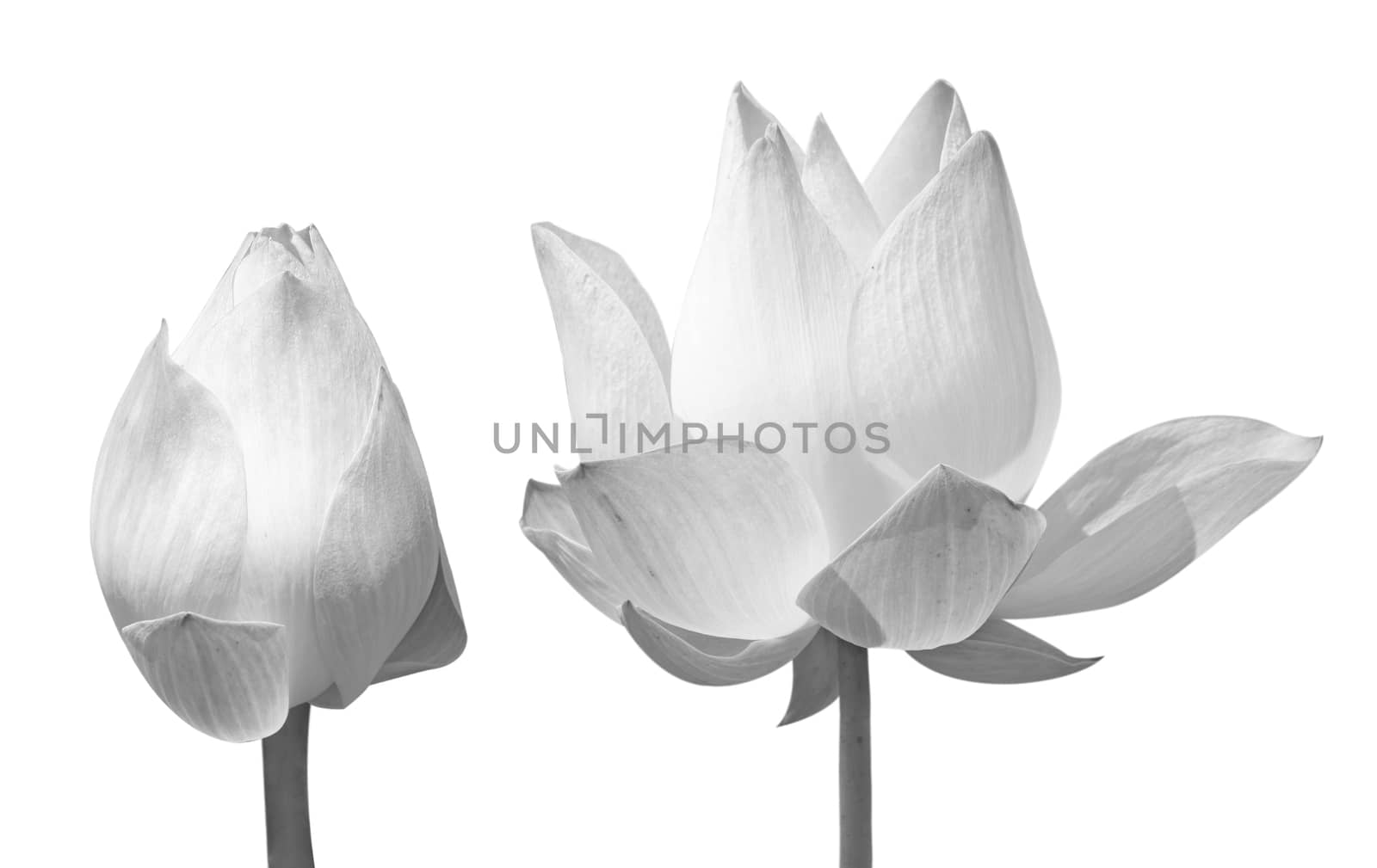 Lotus Flower by janniwet