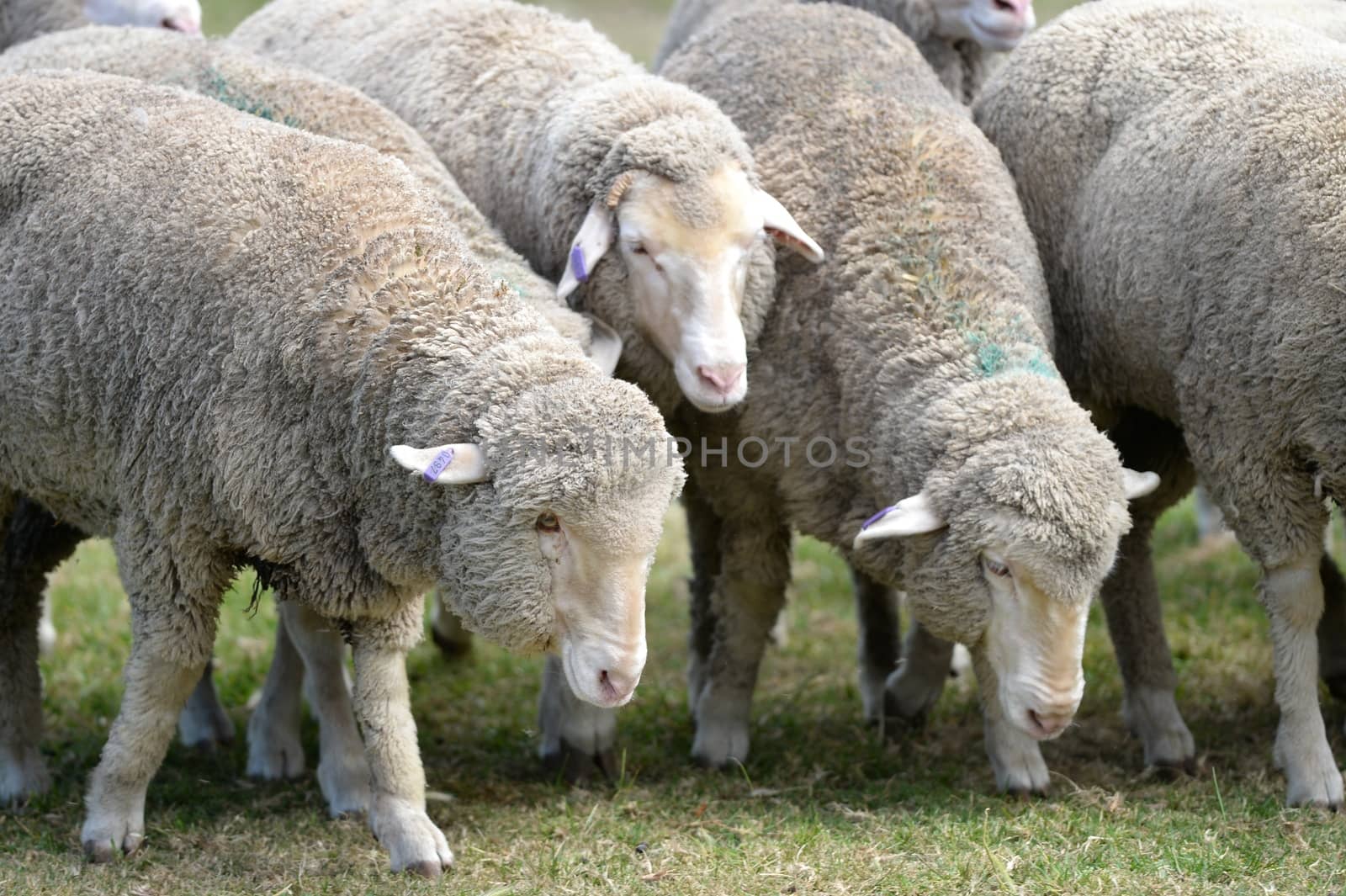 A close up shot of aAustralian sheep