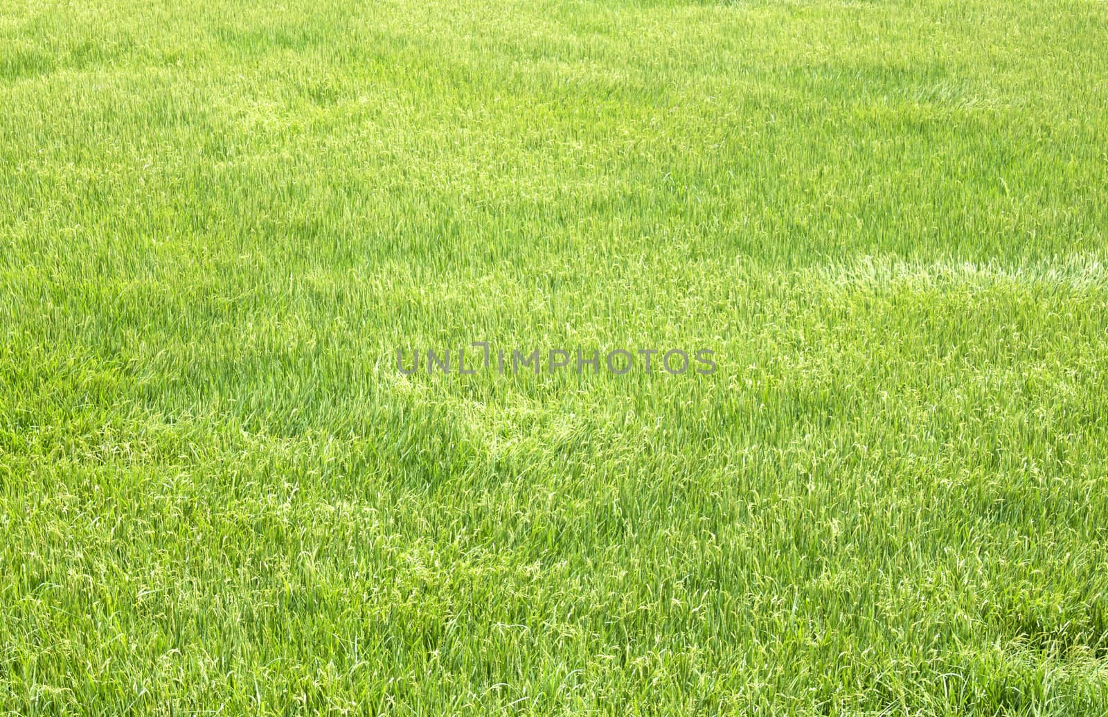 Rice seedlings in the Rice fields green.