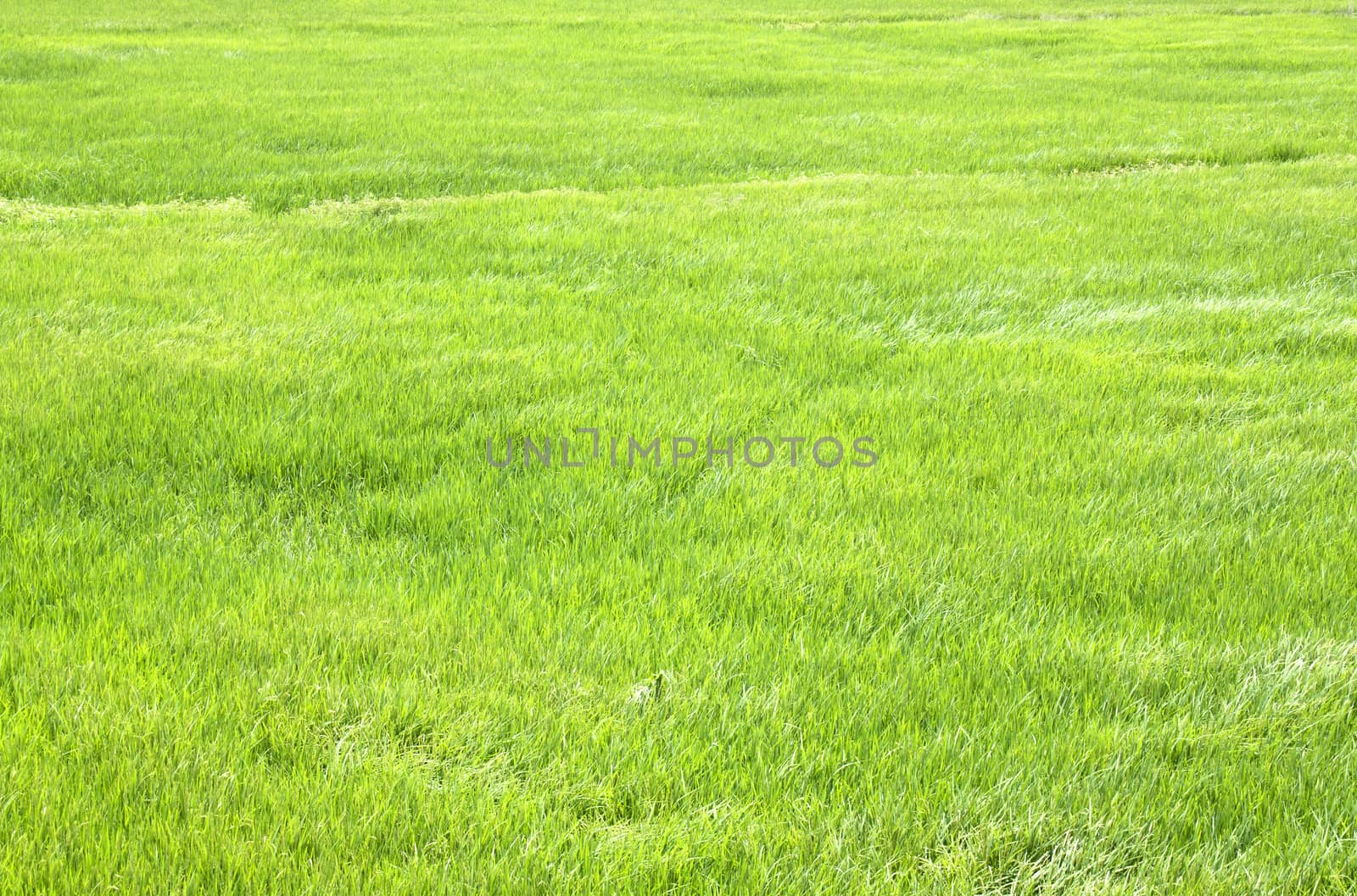 Rice seedlings in the Rice fields green.