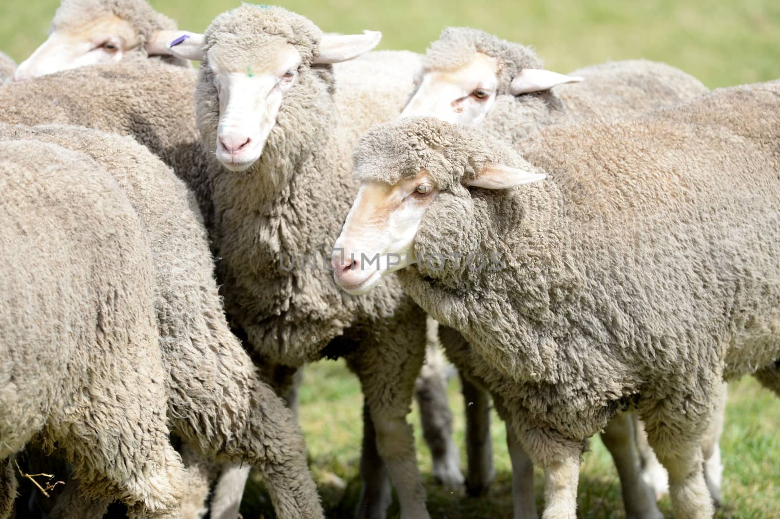 A close up shot of aAustralian sheep
