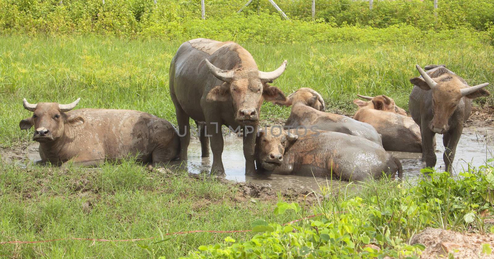 Water buffalo with mud in dirty rest of the animal.