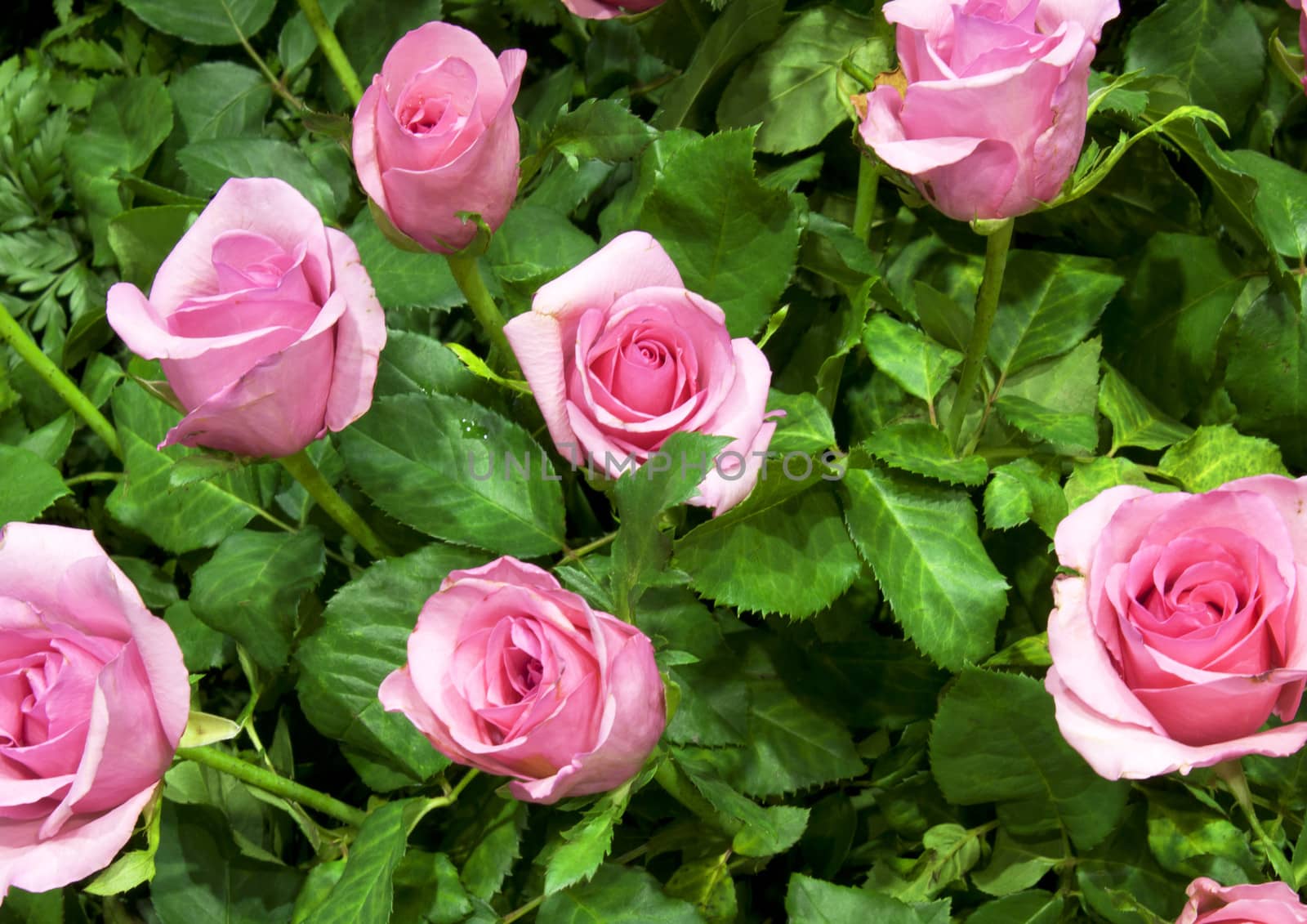 Rose garden fresh green leaves of ornamental plants.