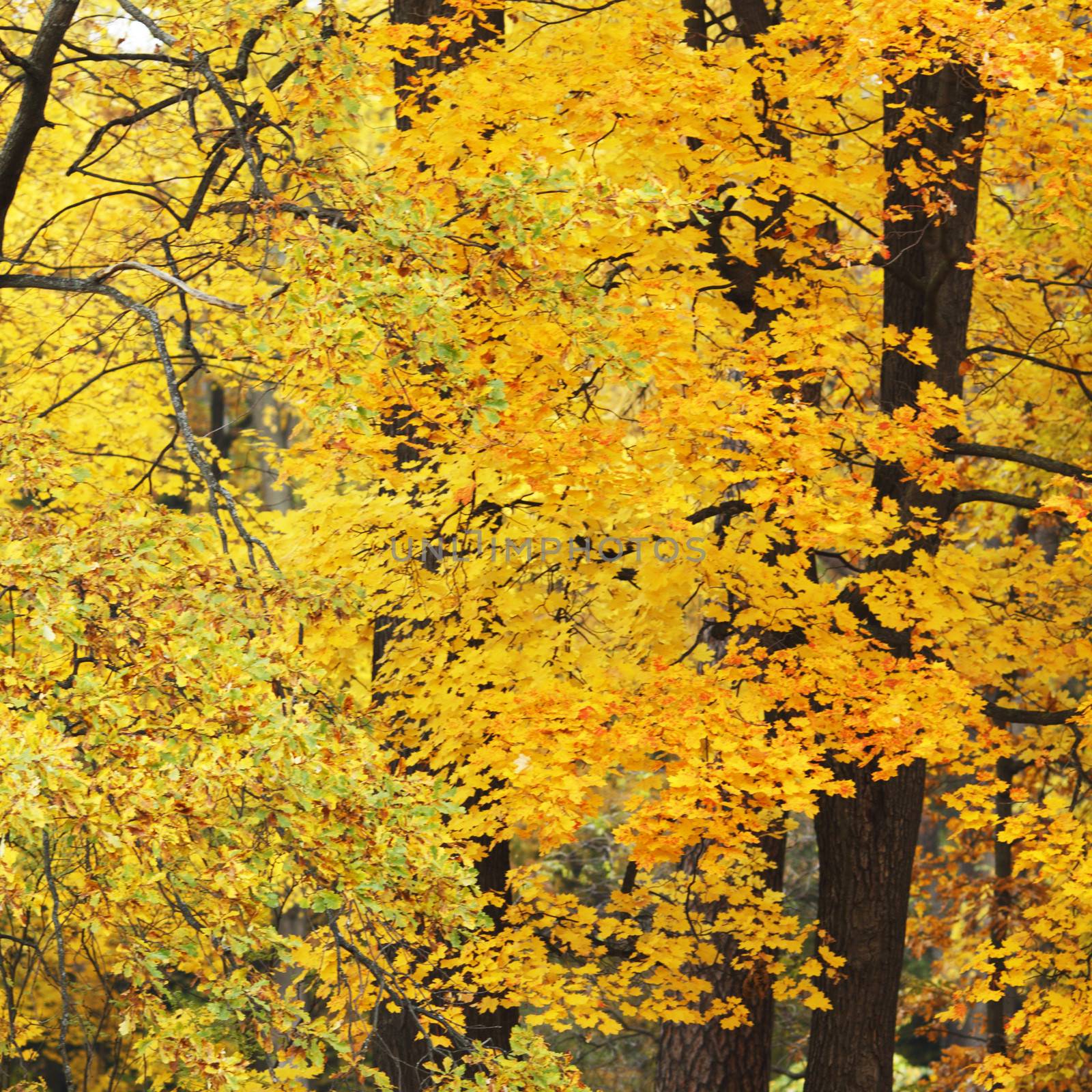 Autumn maple and oak leaves background