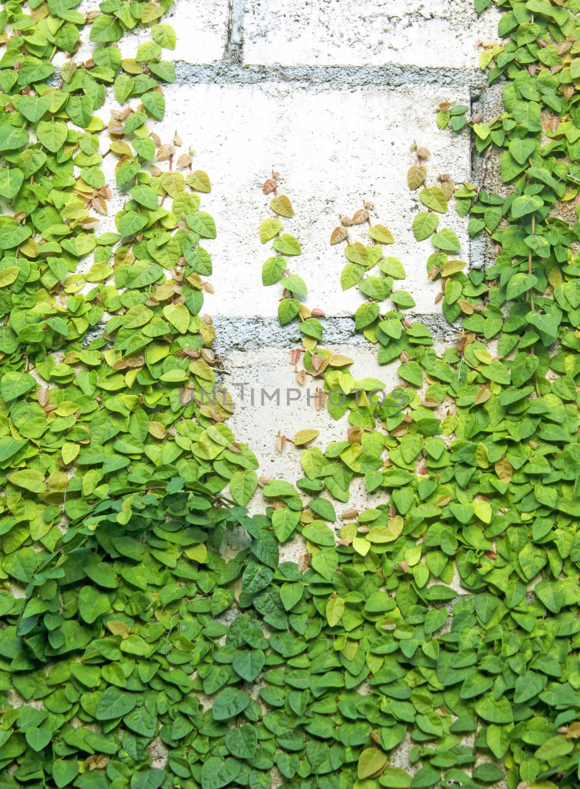 The Green Creeper Plant on the Wall