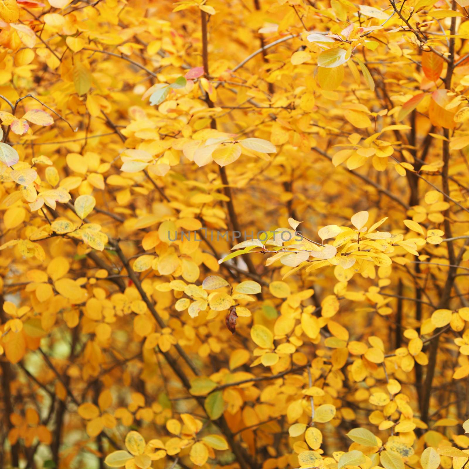 Orange autumn tree background close up