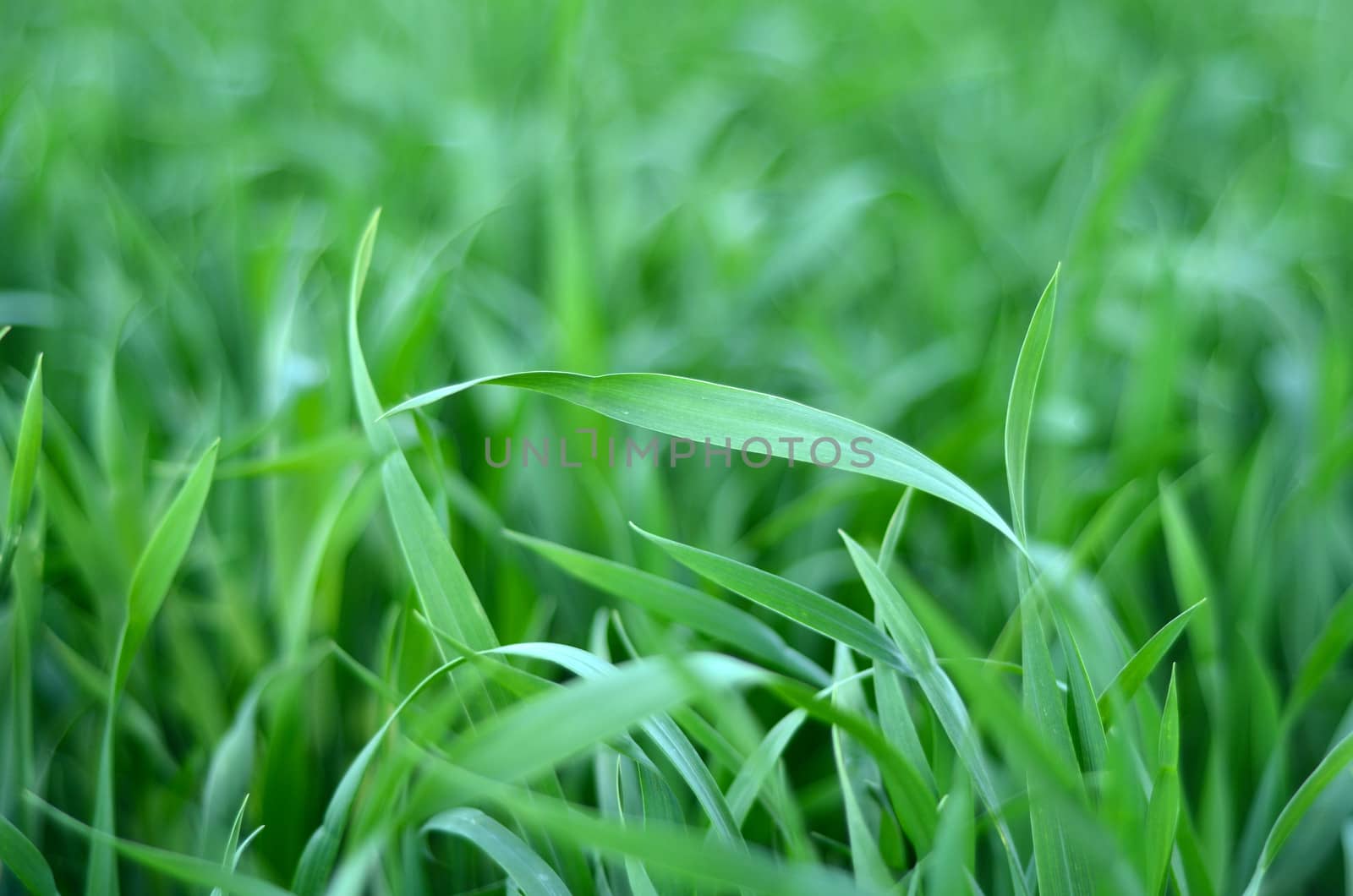Farming Abstract Background Of Tall Green Crops