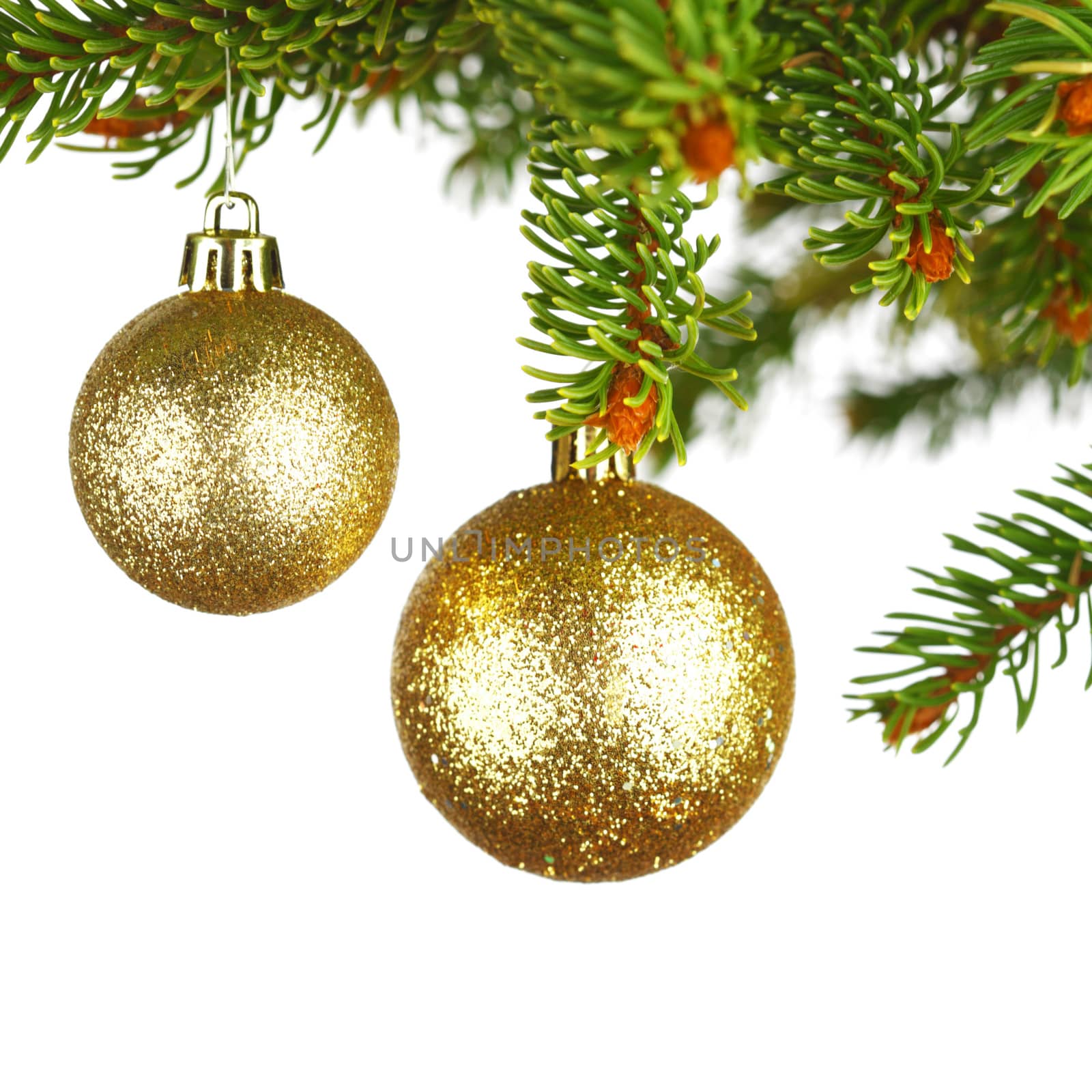 Golden christmas decoration on fir branch isolated on white background