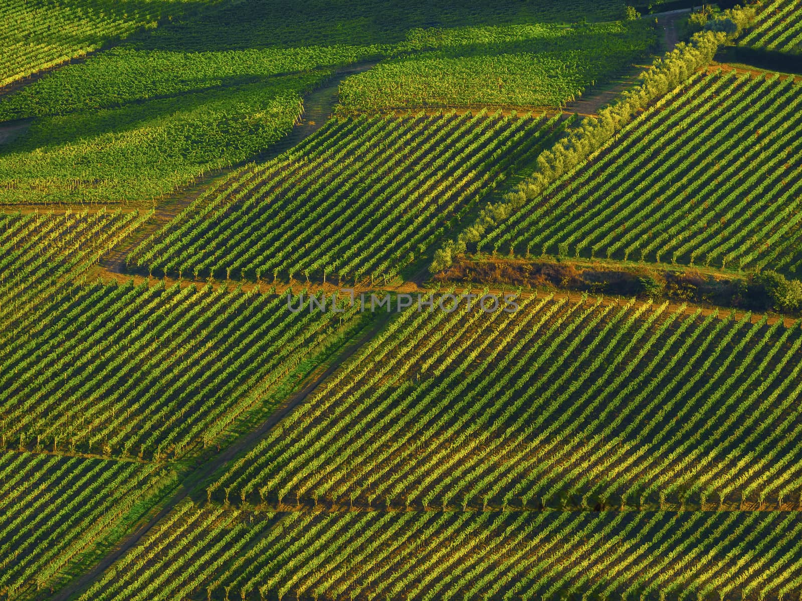 vineyards in the fall taken in the Chianti region of Italy