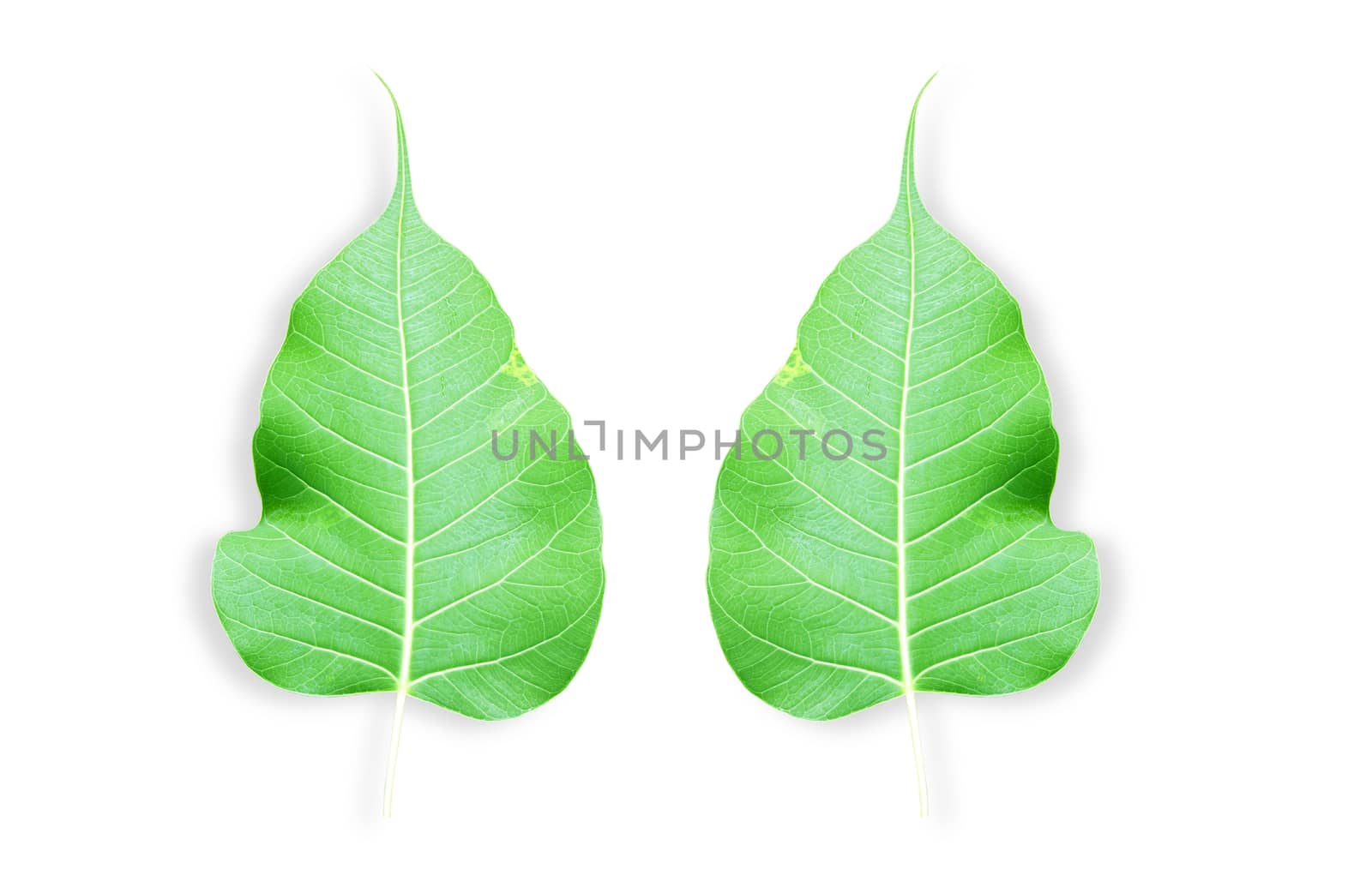 One green leaf isolated on white background.