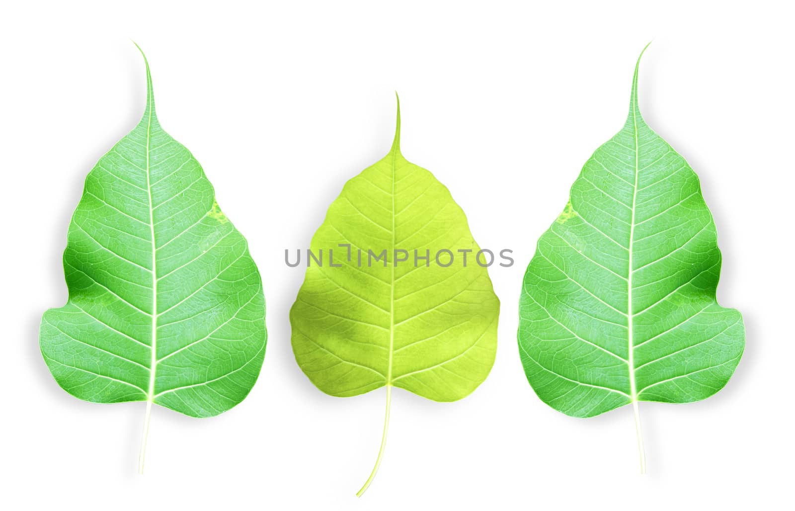 One green leaf isolated on white background.