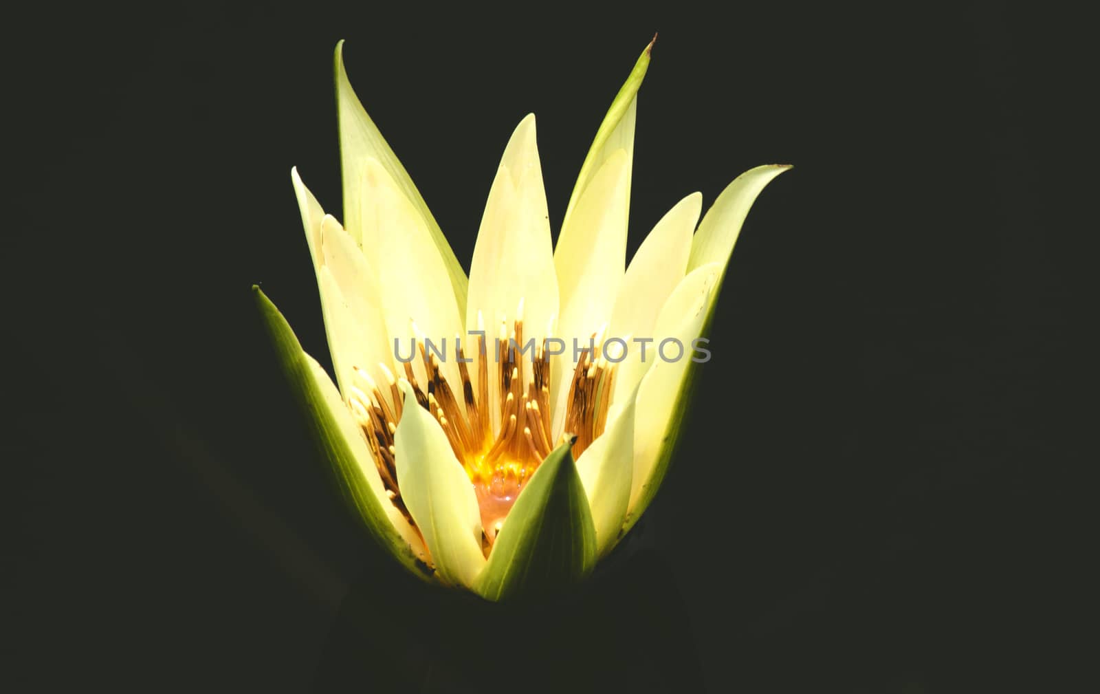 Lotus flowers on a black background in the pond.