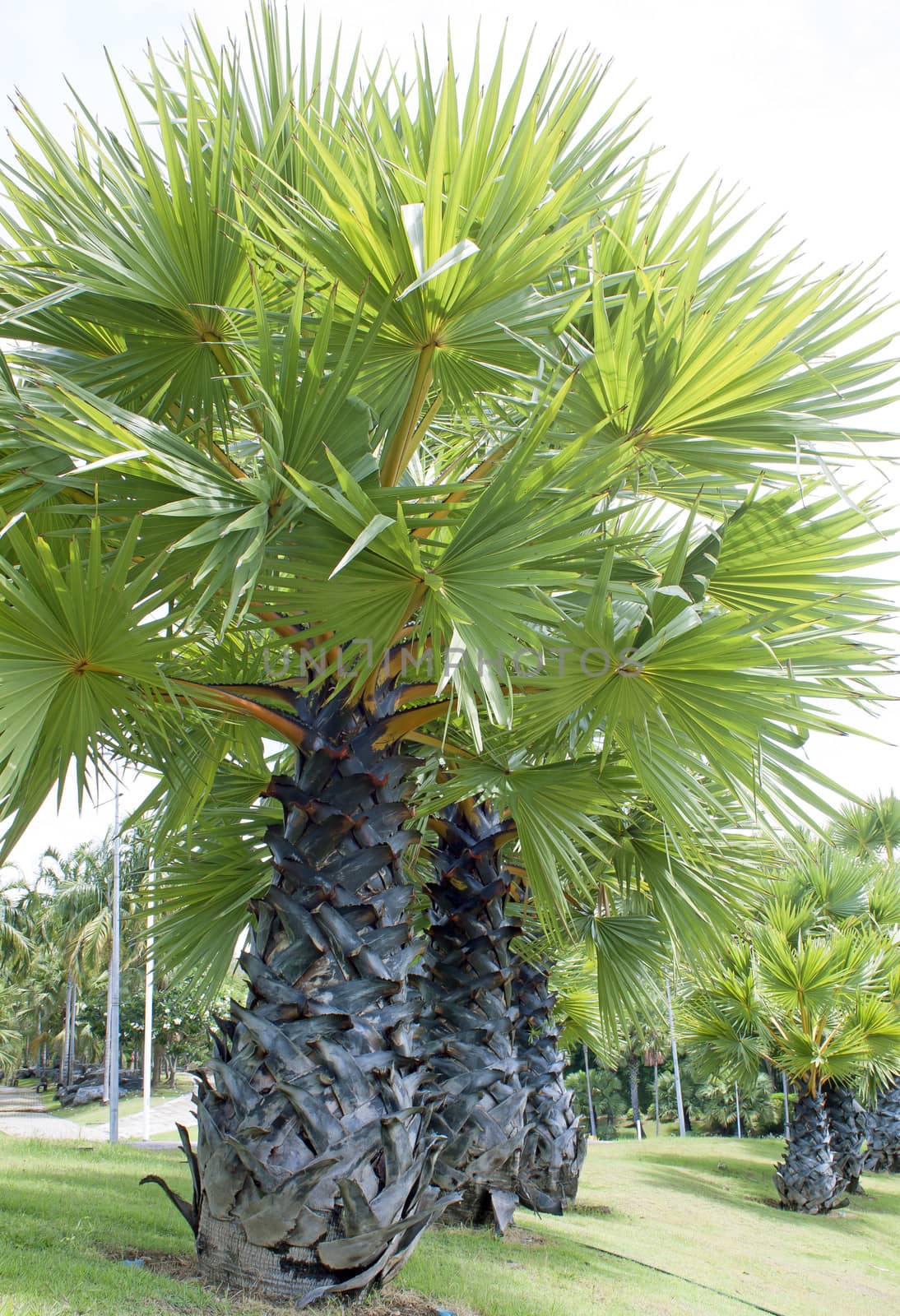 Garden Sugar palm tree and sky white.