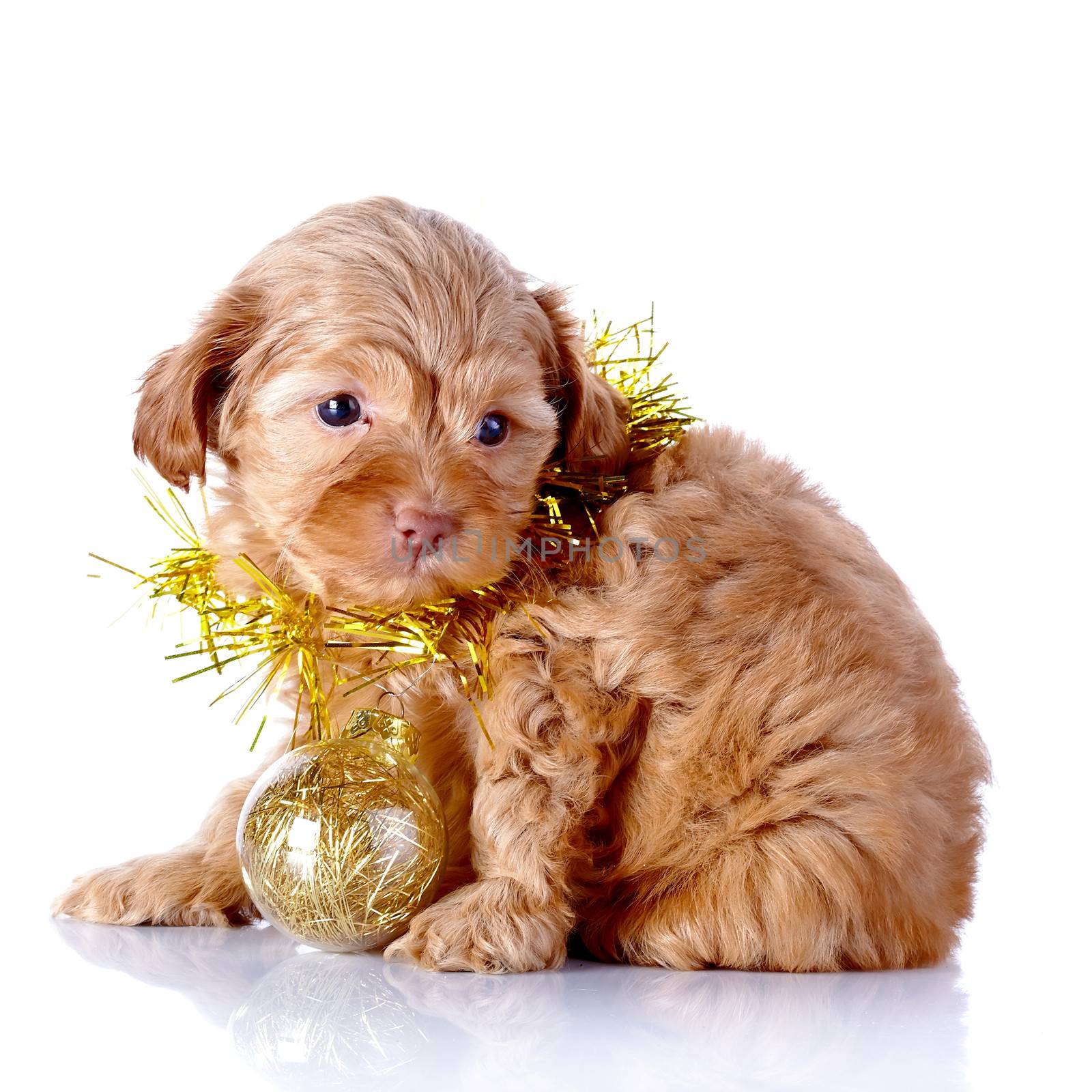 Puppy in a wattled basket with New Year's balls. Puppy of a decorative doggie. Decorative dog. Puppy of the Petersburg orchid on a white background