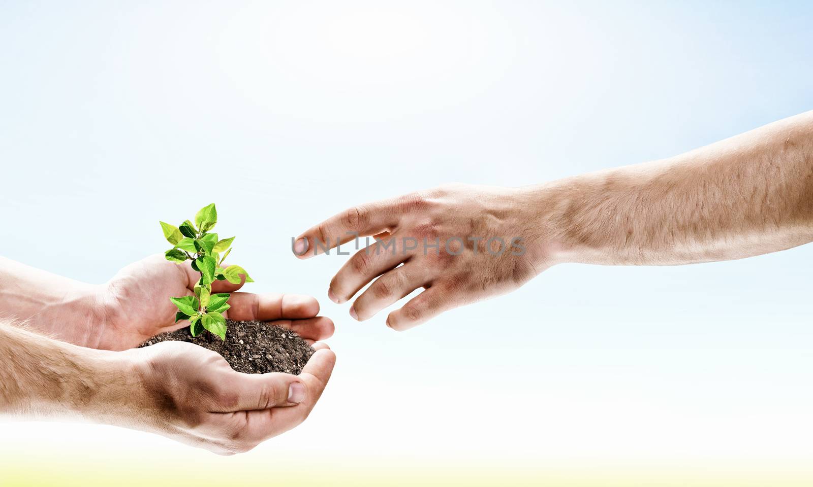 Close up image of human hands holding sprout