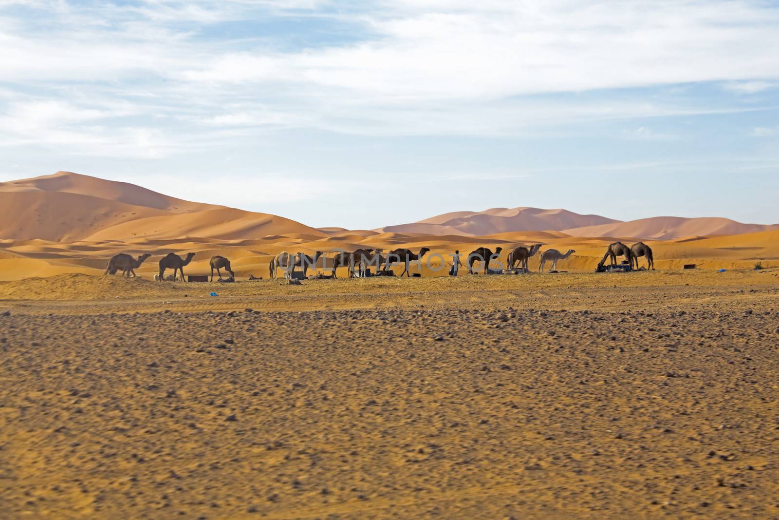 Camels in Sahara Desert