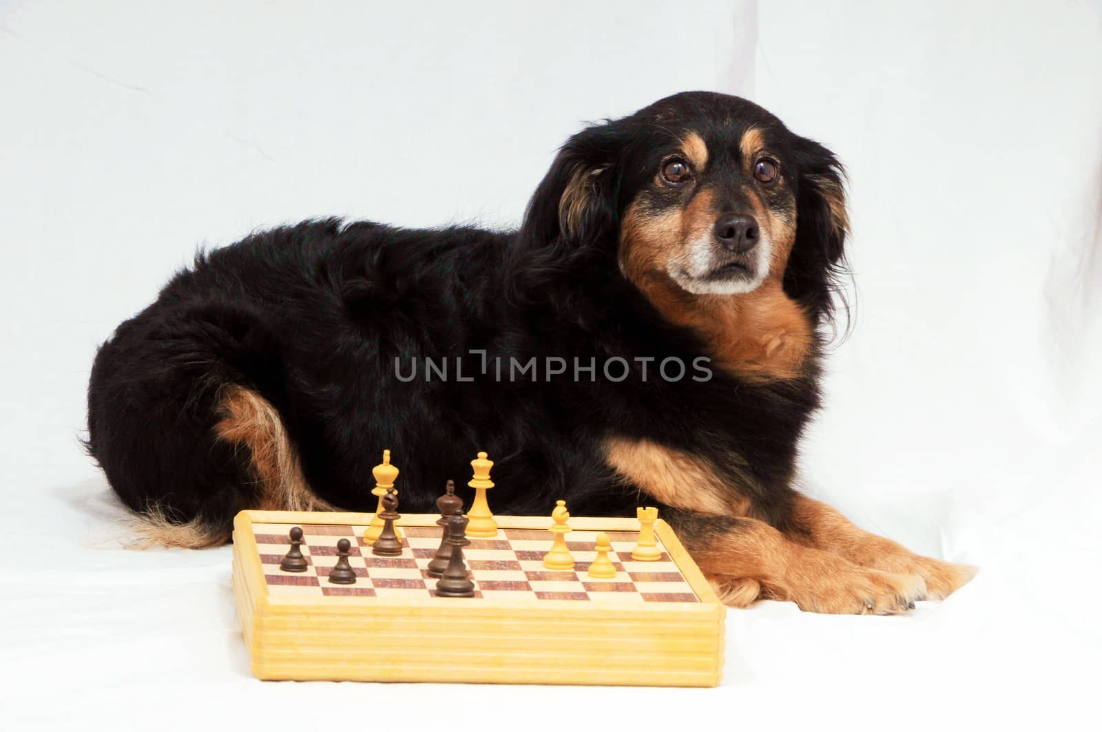 One Smart Black Dog Playing Chess on a White  Background