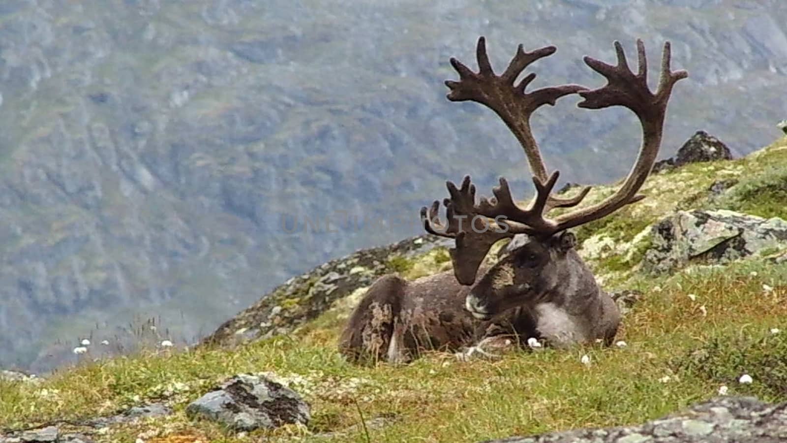 Reindeer in Norway over Gjende lake