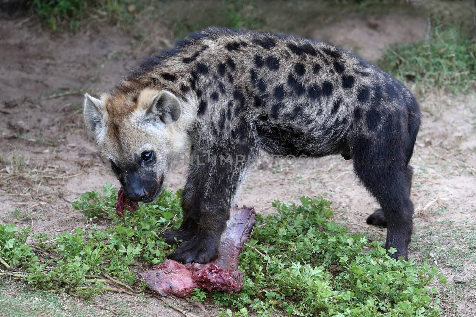 Young hyena cub eating red meat from it's prey