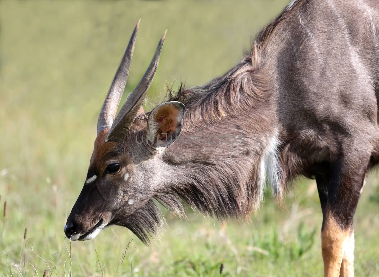 Nyala antelope male eating grass on the African plains