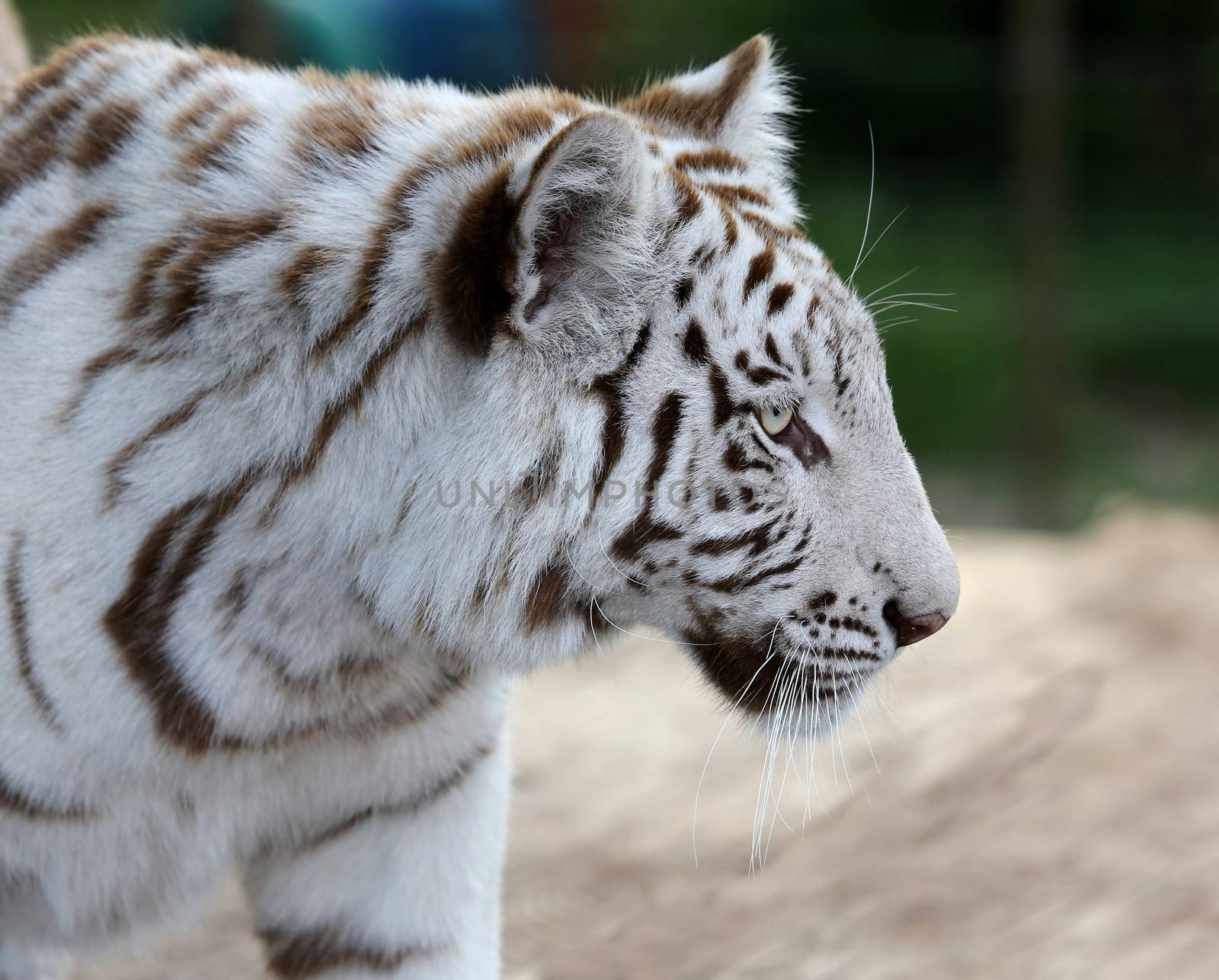 Profile of a striking white tiger with long whiskers