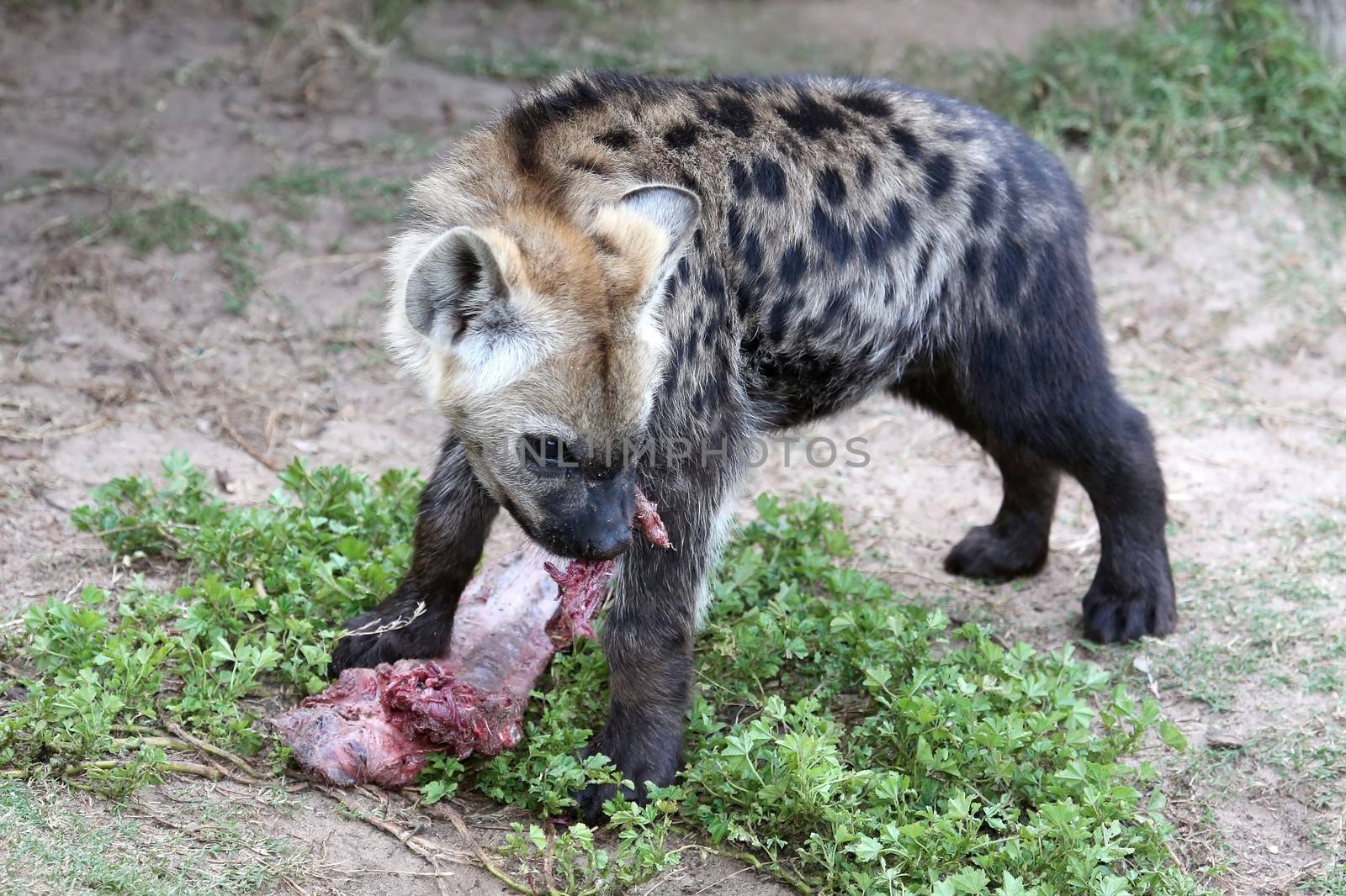 Young hyena cub eating red meat from it's prey