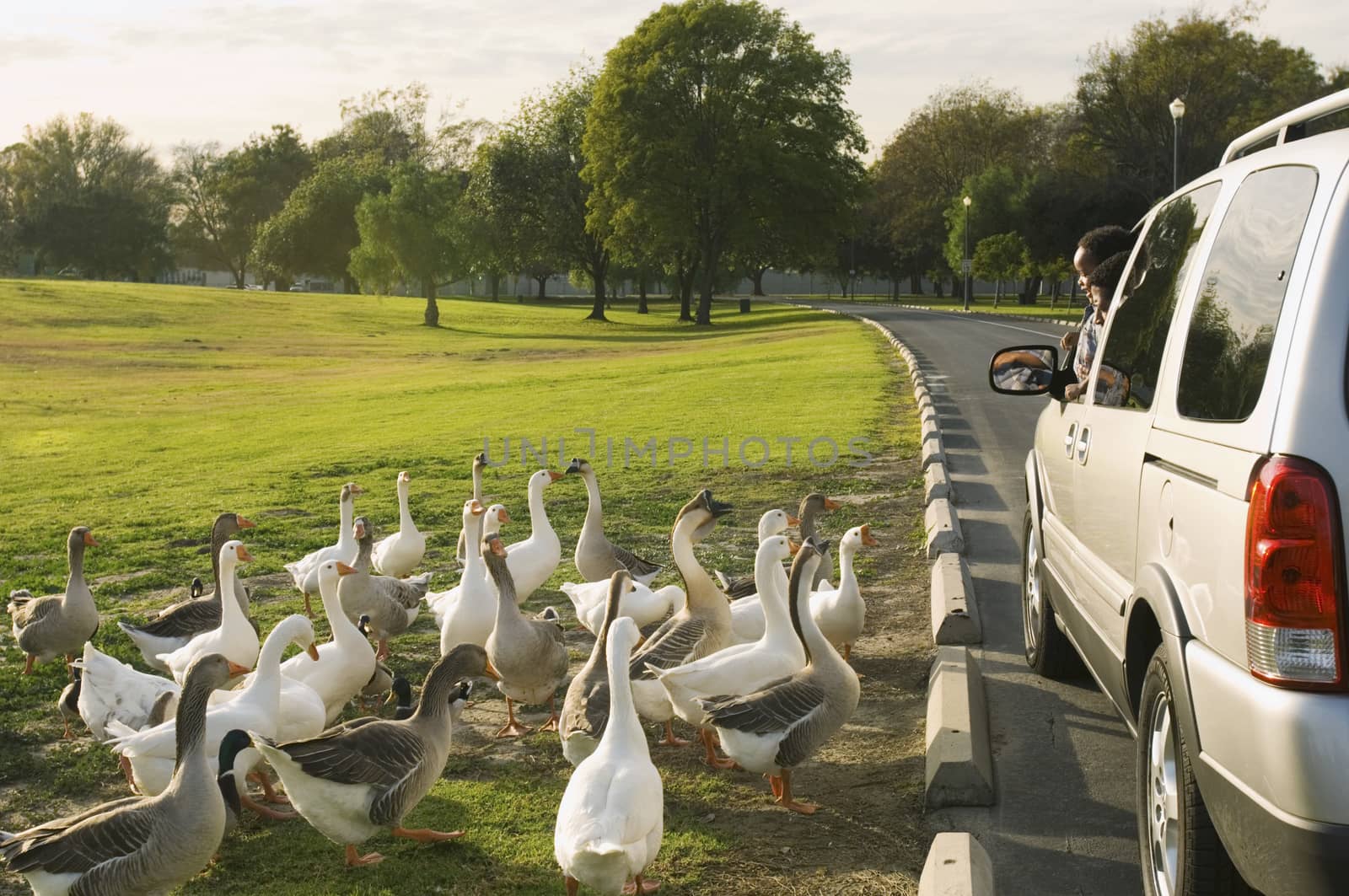 Father and son peeping out of car window to look at the flock of white geese by moodboard