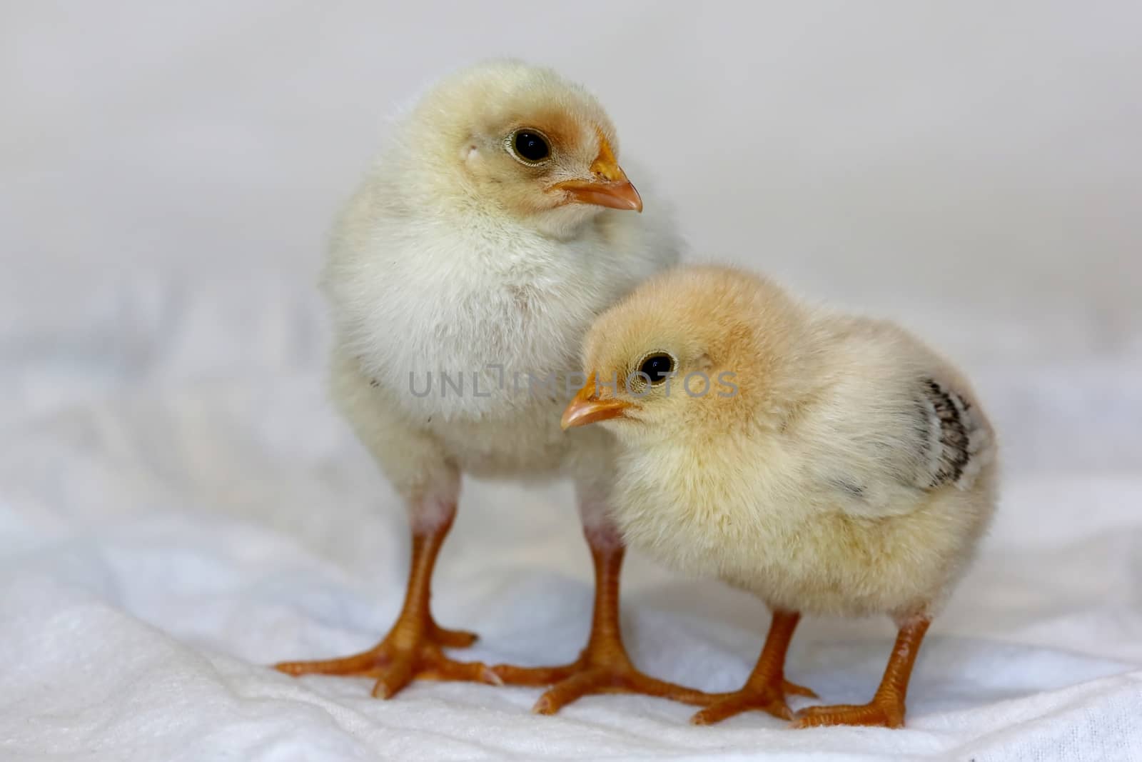 Baby Chickens by fouroaks