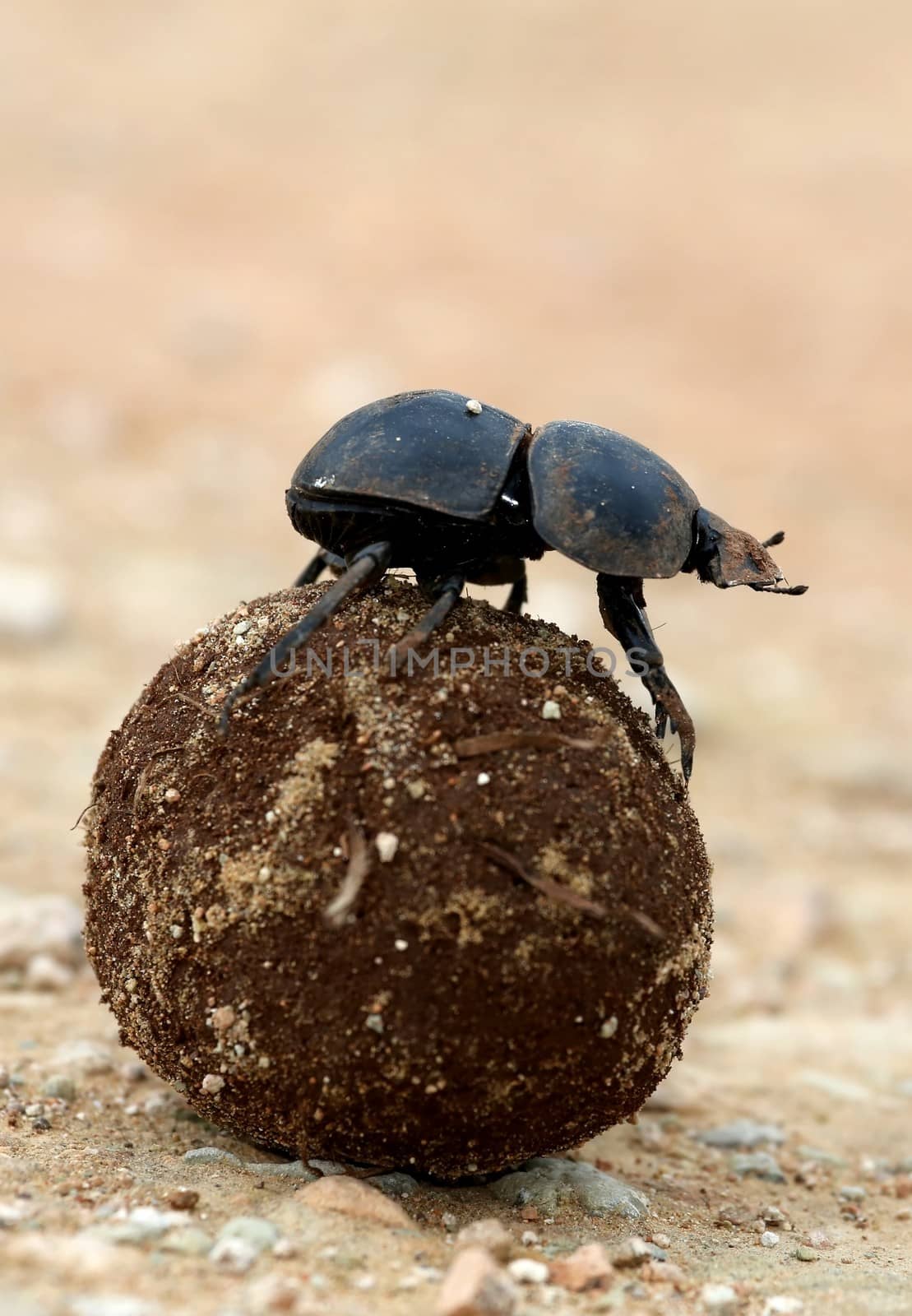 Flighless Dung Beetle Rolling Dung Ball by fouroaks