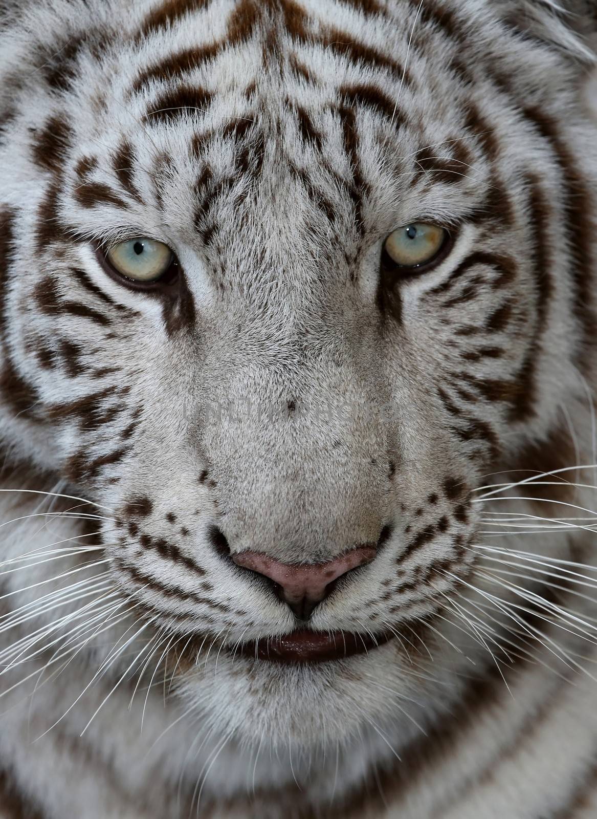 Close up of a white tiger face with green blue eyes and long whiskers