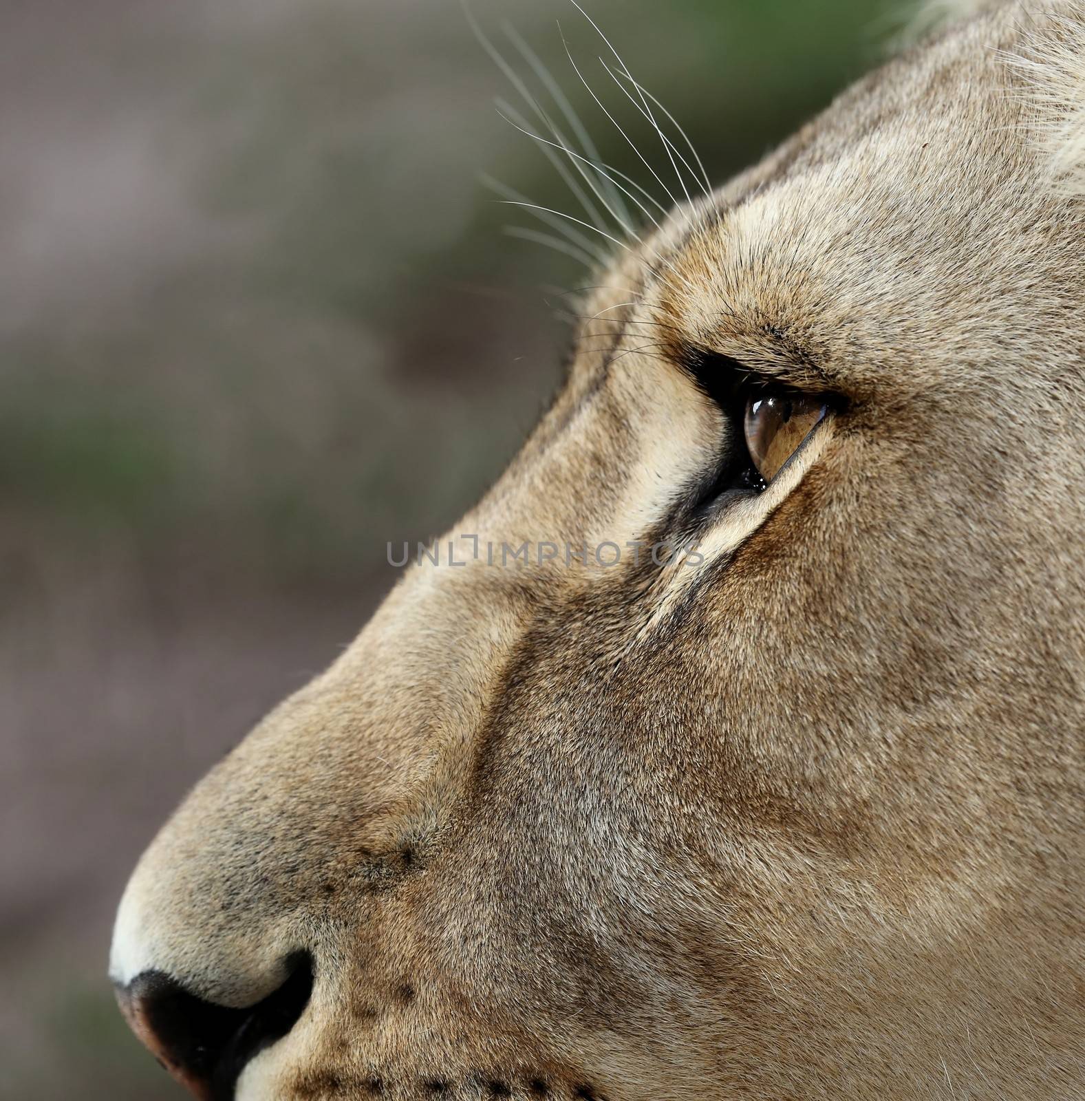 Close up of a lioness face with large amber eyes