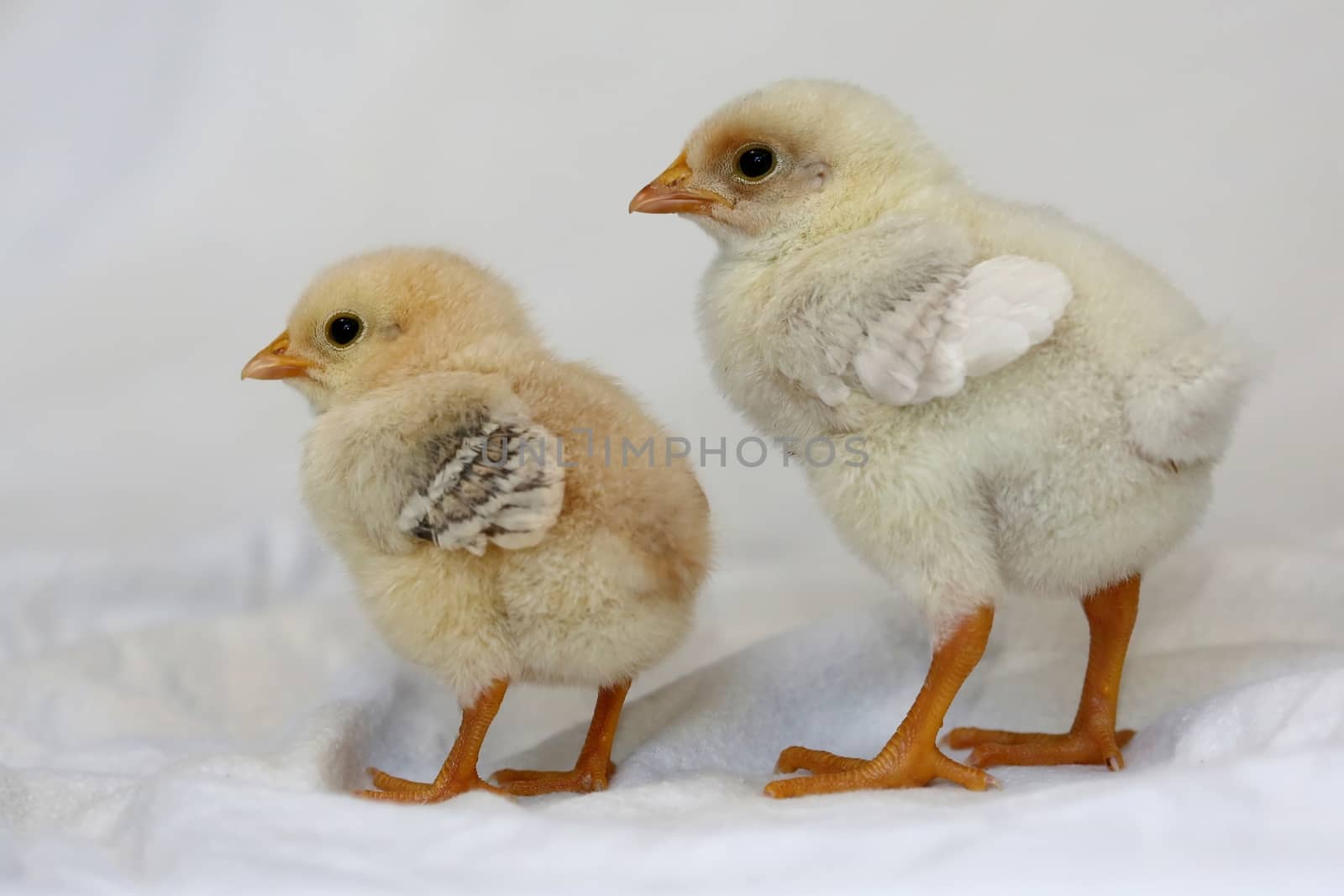Baby Chickens by fouroaks