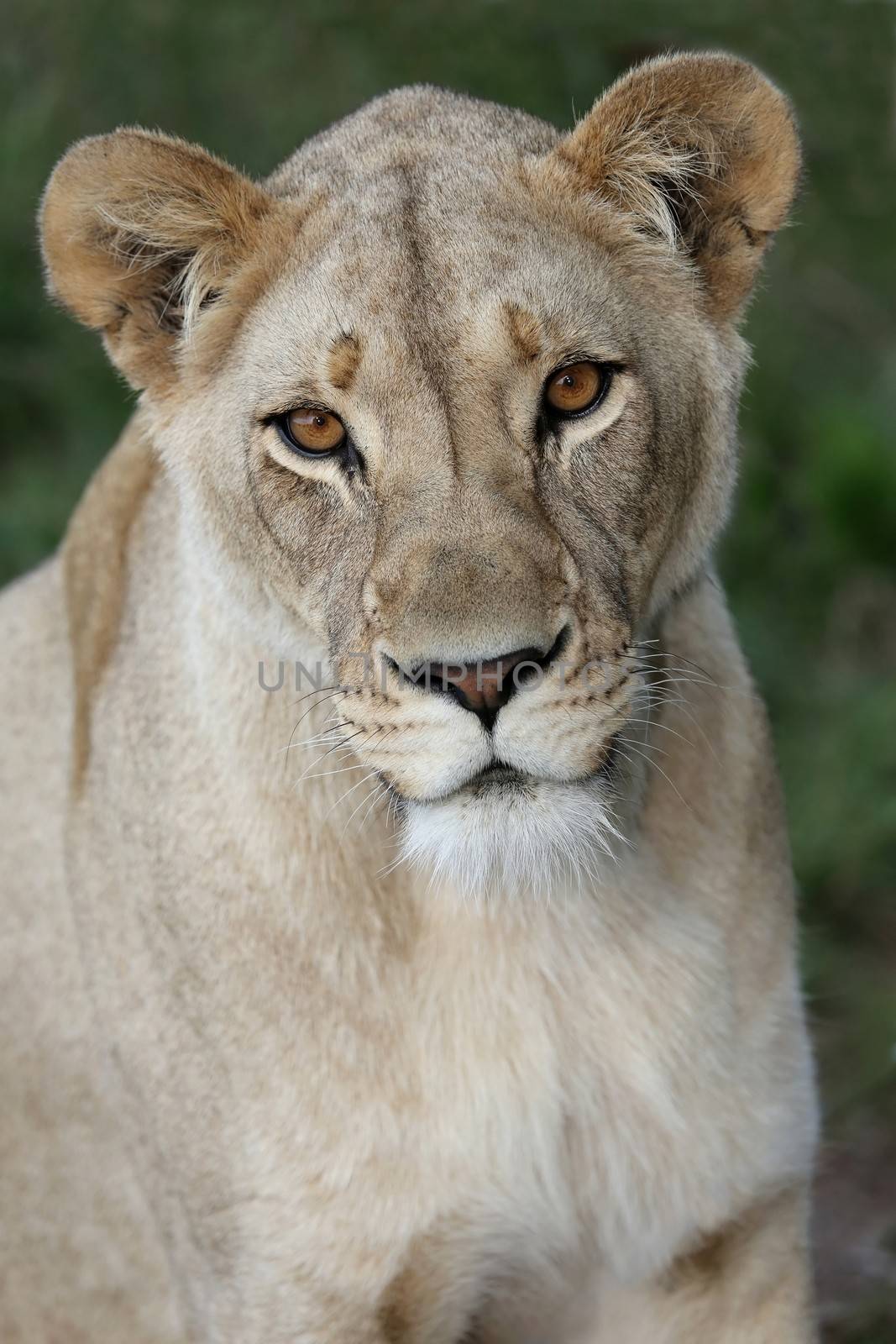 Lioness Portrait by fouroaks