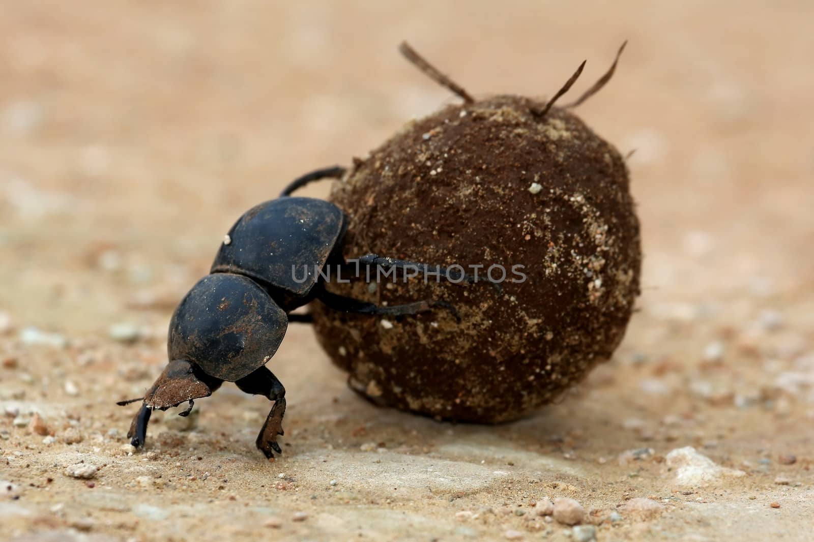 Rare Flighless Dung Beetle Rolling Ball of Dung for Breeding