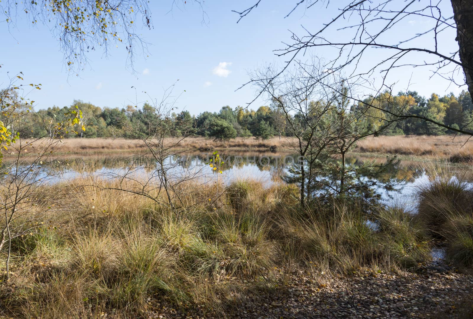 nature area gilderhauser venn by compuinfoto