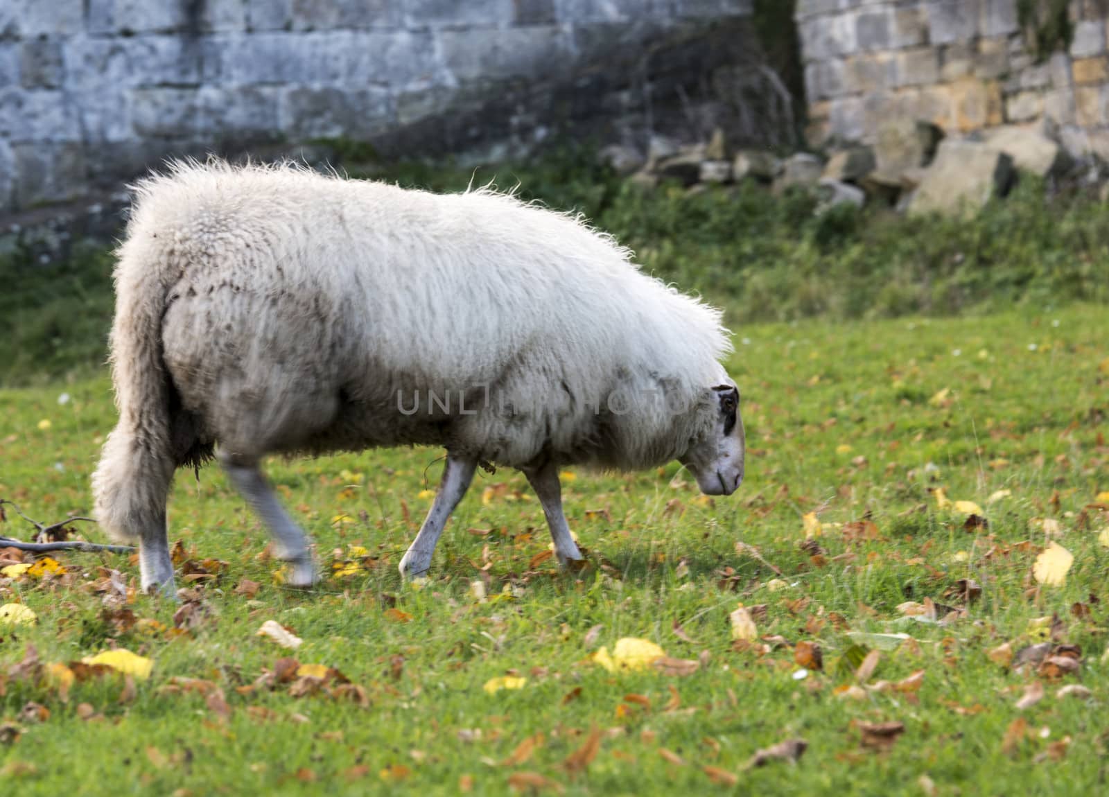 white sheep grazing on green grass