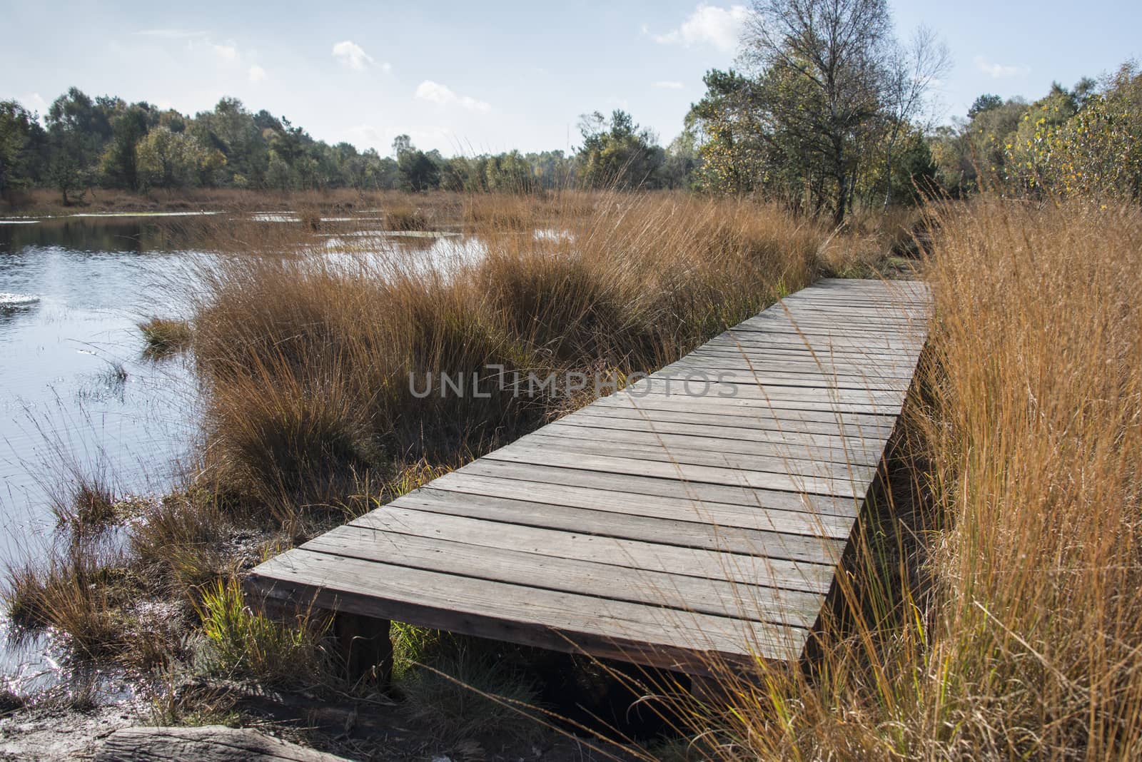 nature area gilderhauser venn in germany with gold color grass