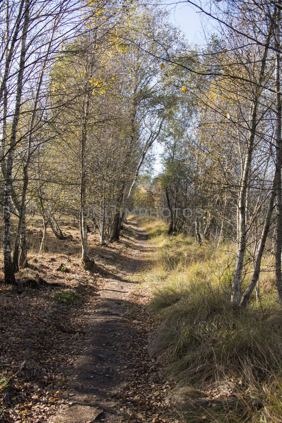 forest with bark trees in autumn  by compuinfoto