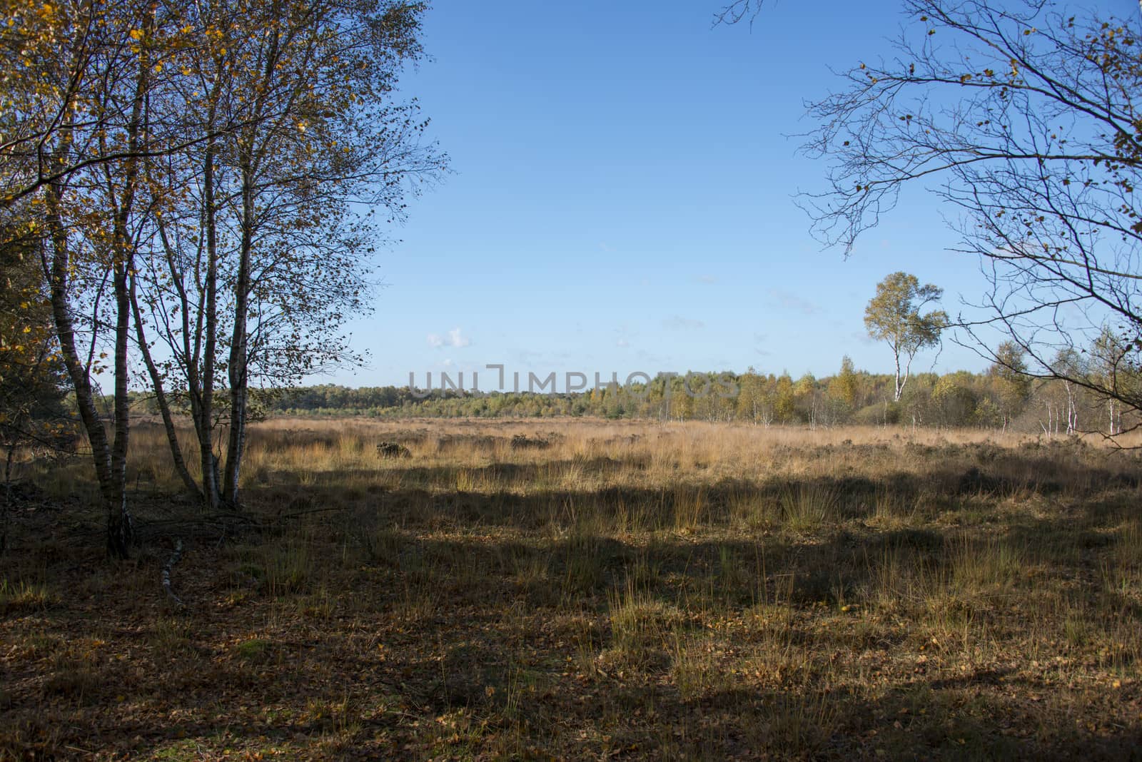 nature area gilderhauser venn by compuinfoto