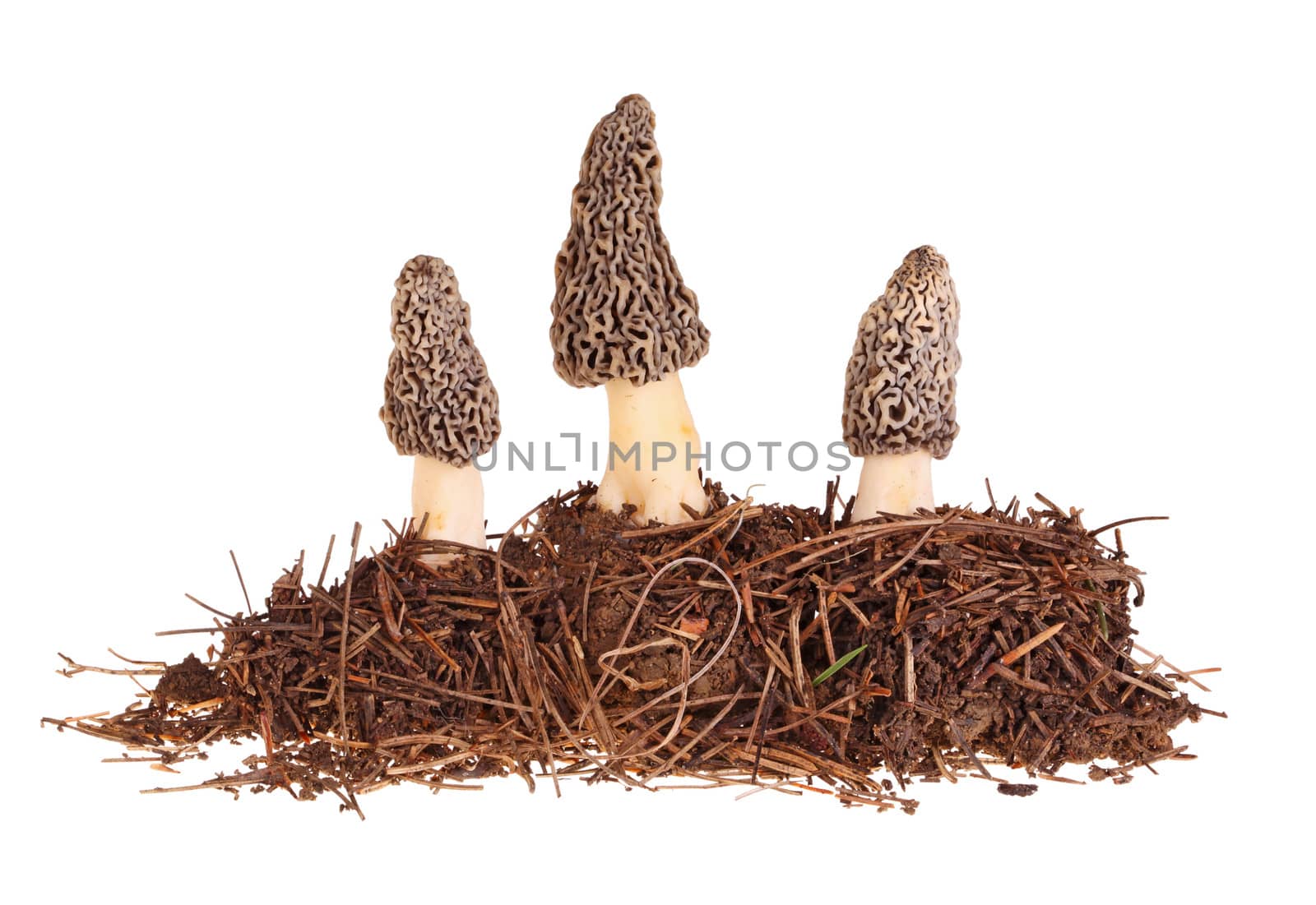 Three gray morel mushrooms (Morchella esculenta or esculentoides) and part of their soil substrate isolated against a white background