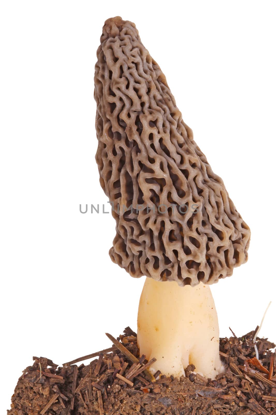 Gray morel mushroom and substrate isolated on white by sgoodwin4813