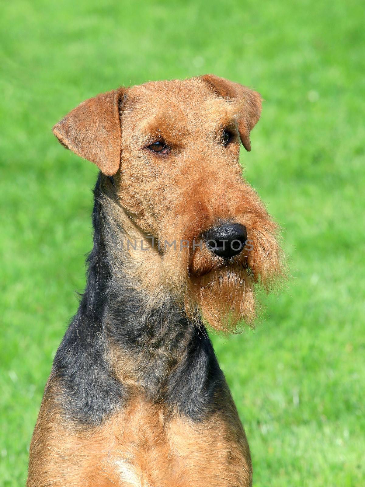 The portrait of typical Airedale Terrier