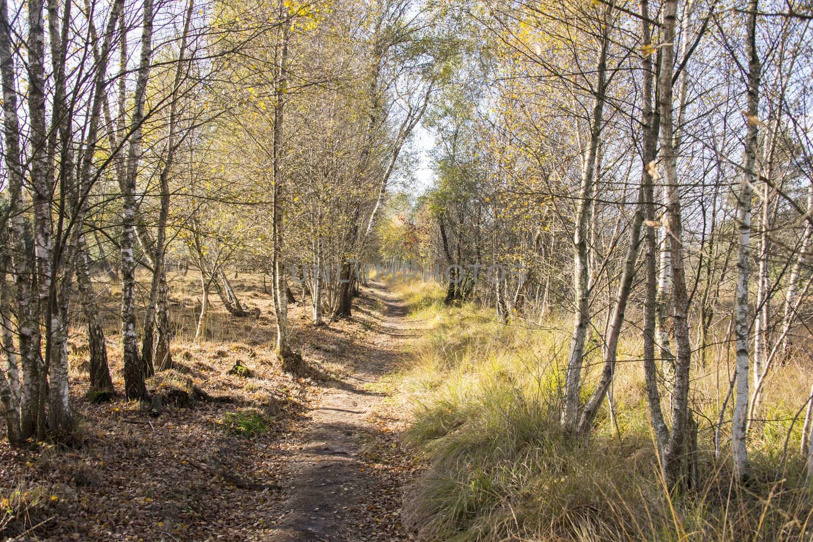 forest with bark trees in autumn in nature area gilderhauser venn