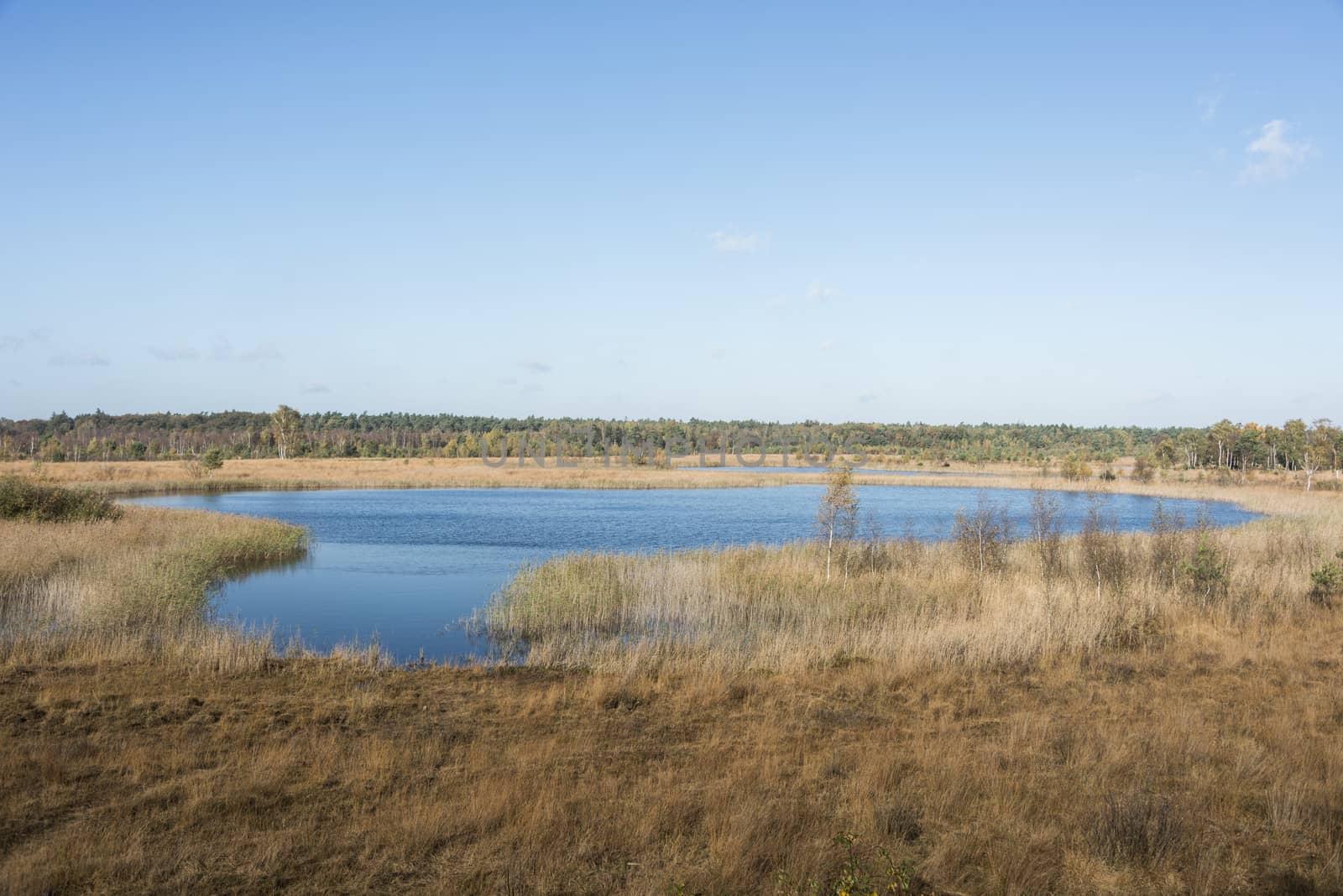 nature area gilderhauser venn in germany